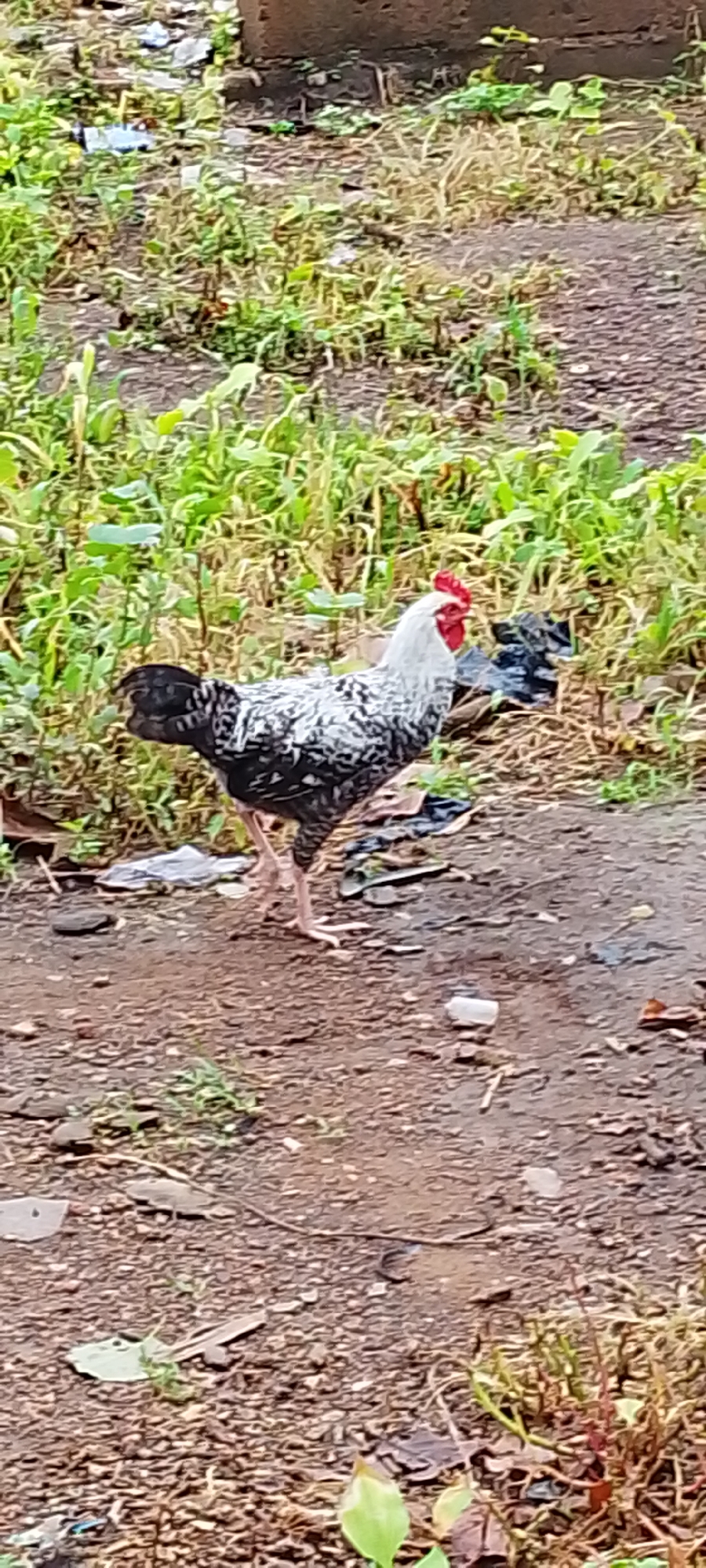 A rooster with black and white speckled plumage, and a white head with a red comb, stands on a dirt ground amidst sparse green vegetation and some scattered litter. The rooster is facing left, with its head turned slightly towards the viewer. The ground is a mix of dry soil and small pebbles. In the background, more green vegetation is visible, along with what appears to be a dark, possibly plastic, object. The scene suggests an outdoor environment, likely a rural or semi-urban area. There are no people visible in the image. The location is identified as Gumel, Nigeria.