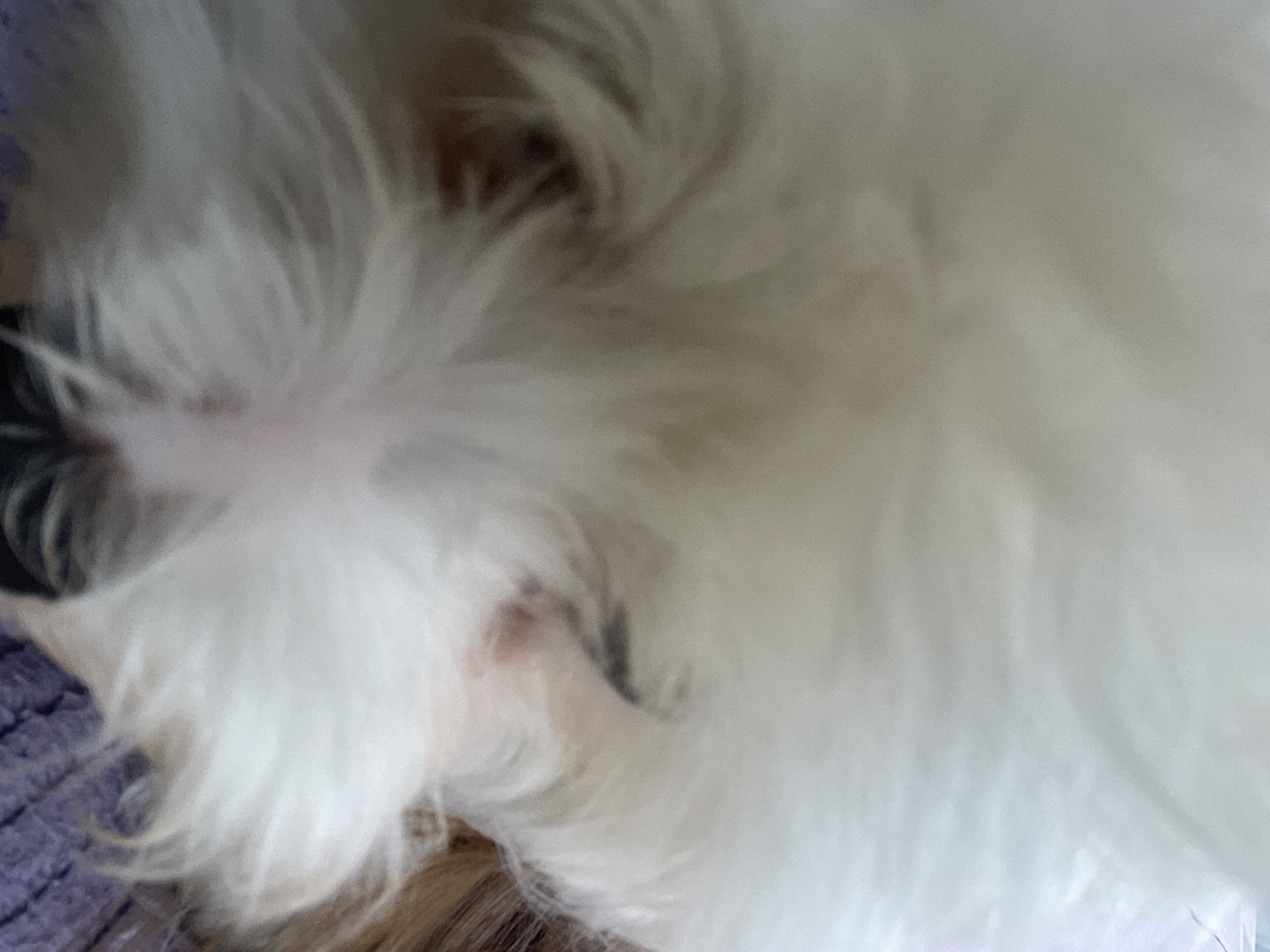 The image is a close-up, blurry photograph of a white dog's face. The dog appears to be a small breed with fluffy white fur. Its eyes are dark and partially obscured by its fur. The dog's nose is pink and wet, and its mouth is not visible. The background is out of focus but appears to be a textured surface, possibly a blanket or piece of furniture, in a shade of purple. There are no other people or objects clearly visible in the image. The scene is indoors and does not provide any specific details to indicate a location in Godijelji, Montenegro.