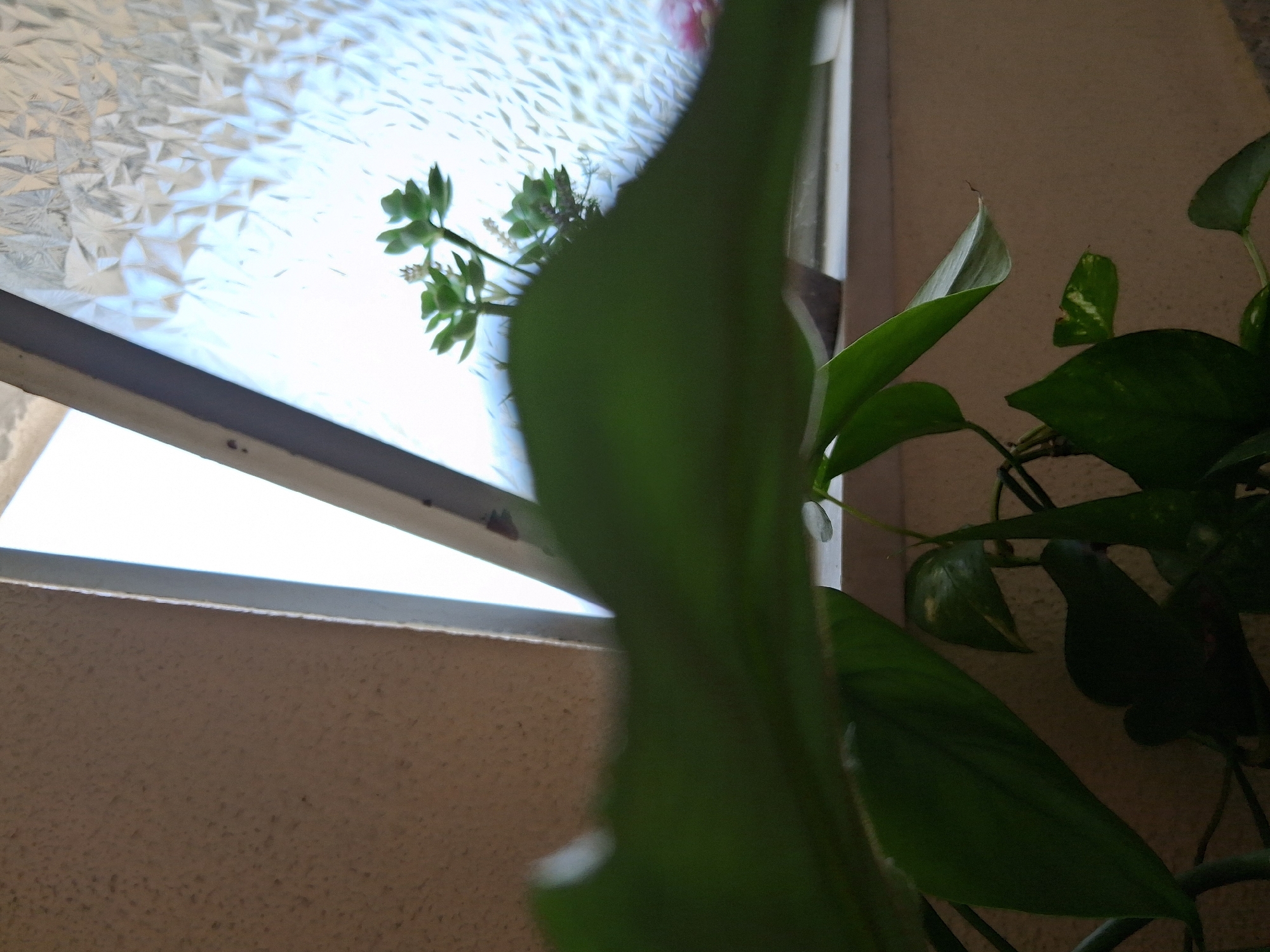A close-up, low-angle shot captures lush green foliage in the foreground, obscuring the view of the background. The leaves, in sharp focus, are a vibrant green and appear to be part of a houseplant. Beyond the leaves, a frosted glass window is visible, with a hint of bright light filtering through. The window frame, a light gray, separates the interior from the exterior. To the left, a textured, beige wall serves as the backdrop. In the middle ground, a small succulent plant with pale green leaves and delicate white flowers is perched on a windowsill. The setting appears to be indoors, near a window, potentially in a residential area of Colorno, Italy, as suggested by the common practice of indoor gardening and window decoration in Italian homes. No people or actions are depicted in the image.