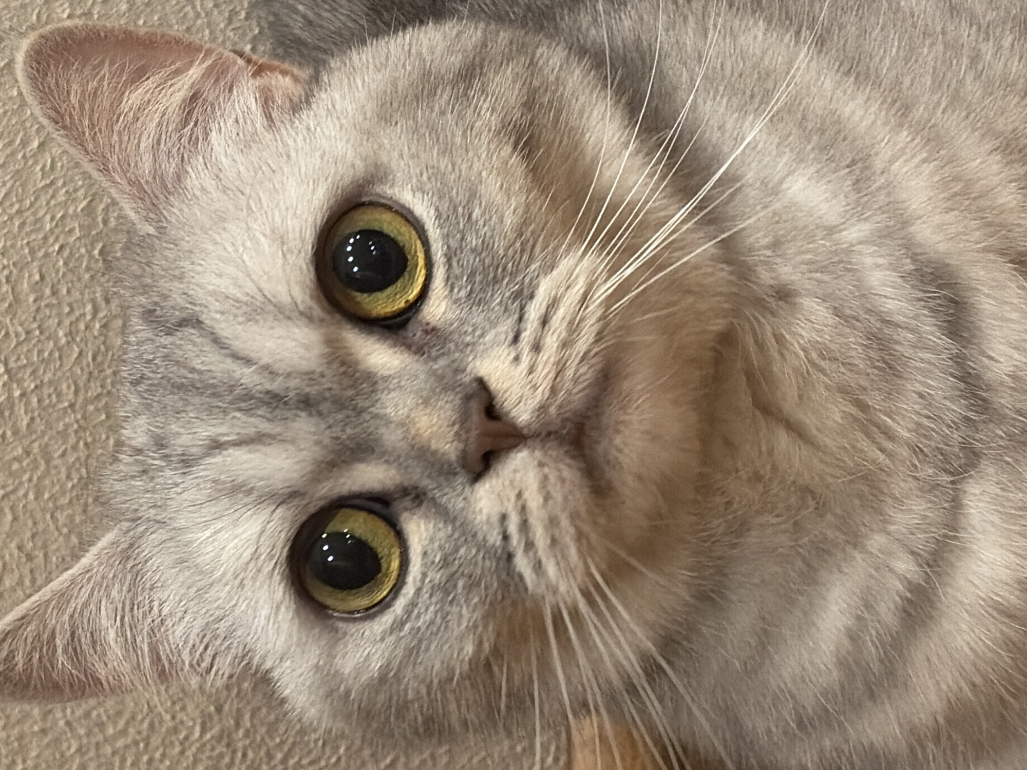 A close-up, frontal view depicts the face of a domestic cat. The cat possesses dense, short-to-medium length fur exhibiting a silver tabby pattern, characterized by lighter grey and darker grey stripes and markings, particularly noticeable on the forehead and cheeks. Its eyes are large and round, with bright yellow-amber irises and dilated black pupils reflecting multiple small light sources. A small, pinkish-brown nose is centrally located above its mouth, from which numerous long, white whiskers extend outwards horizontally. The ears are erect, pointed, and covered in fur, revealing pinkish skin on their inner surfaces. The cat's expression appears focused, looking directly at the viewer. The background is a soft-focus, textured wall, light brown or beige in color, consistent with an indoor environment. The specific location in the city of Perm, Russia, cannot be determined from the visual content of this image.