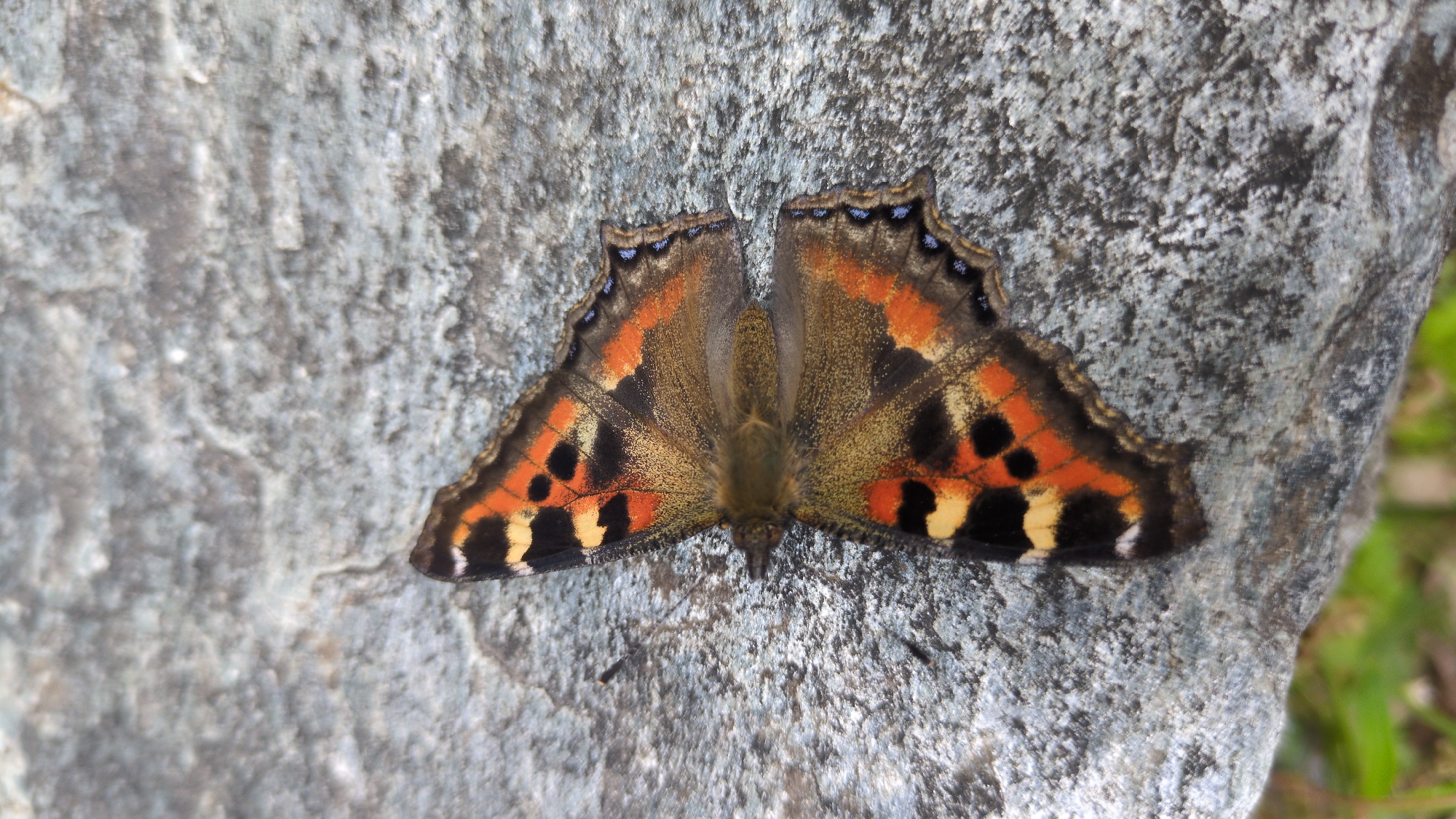 A vibrantly colored butterfly is captured resting with its wings fully spread on a textured, mottled grey rock surface. The butterfly's prominent forewings and hindwings display a striking pattern of bright orange, black, and cream/yellow patches. A distinct row of small blue dots is visible along the outer, scalloped edge of the forewings. The butterfly's body, visible between the open wings, appears dark brown and slightly furry. Its head, though small, is directed towards the bottom of the frame.
The butterfly is positioned centrally, dominating the image. The rock on which it rests exhibits a rough, uneven texture with various shades of grey, ranging from lighter silvery tones to darker, shadowed areas. The background is softly blurred, revealing hints of green vegetation, suggesting a natural outdoor environment. The lighting appears bright and natural, indicating daytime, possibly with direct sunlight highlighting the butterfly's colors. The scene depicts a moment of stillness, with the butterfly seemingly basking or simply perched. No other subjects or activities are visible. There is no visible text in the image. This natural scene is set in Haini, India.