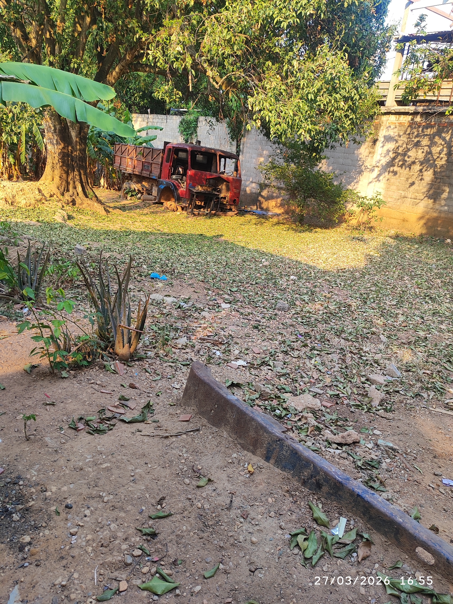 This image depicts a neglected outdoor area in Tinaquillo, Venezuela, characterized by overgrown vegetation and discarded items. The foreground consists of bare dirt and gravel, intermixed with scattered dry leaves, small rocks, and fragments of debris. A dark, rusted metal beam, approximately 1.5 to 2 meters long, lies diagonally across the lower right portion of the frame, partially embedded in the ground. Several aloe vera plants and other small green plants are rooted in the dirt in the lower-left midground.
The midground transitions into an expanse heavily covered with a thick layer of fallen green and brown leaves, suggesting a dense tree canopy overhead. A single bright blue plastic bag is visible on the leaf-covered ground in the central midground.
In the background, positioned beneath large trees with dense green foliage, is a heavily deteriorated, red, flatbed or stake-body truck. The truck is significantly rusted, missing its wheels, and appears to be stripped of various components, indicating it is abandoned. To the right of the truck, a cinder block wall, partially in shadow, runs horizontally across the background. Above this wall, glimpses of a building's roofline or upper structure are visible. Large tropical trees, including a prominent banana tree with broad green leaves, frame the left side of the scene.
The lighting suggests late afternoon sunlight, casting shadows across the wall and parts of the ground. No individuals are present. A digital timestamp "27/03/2026 16:55" is imprinted on the lower right corner of the image.
