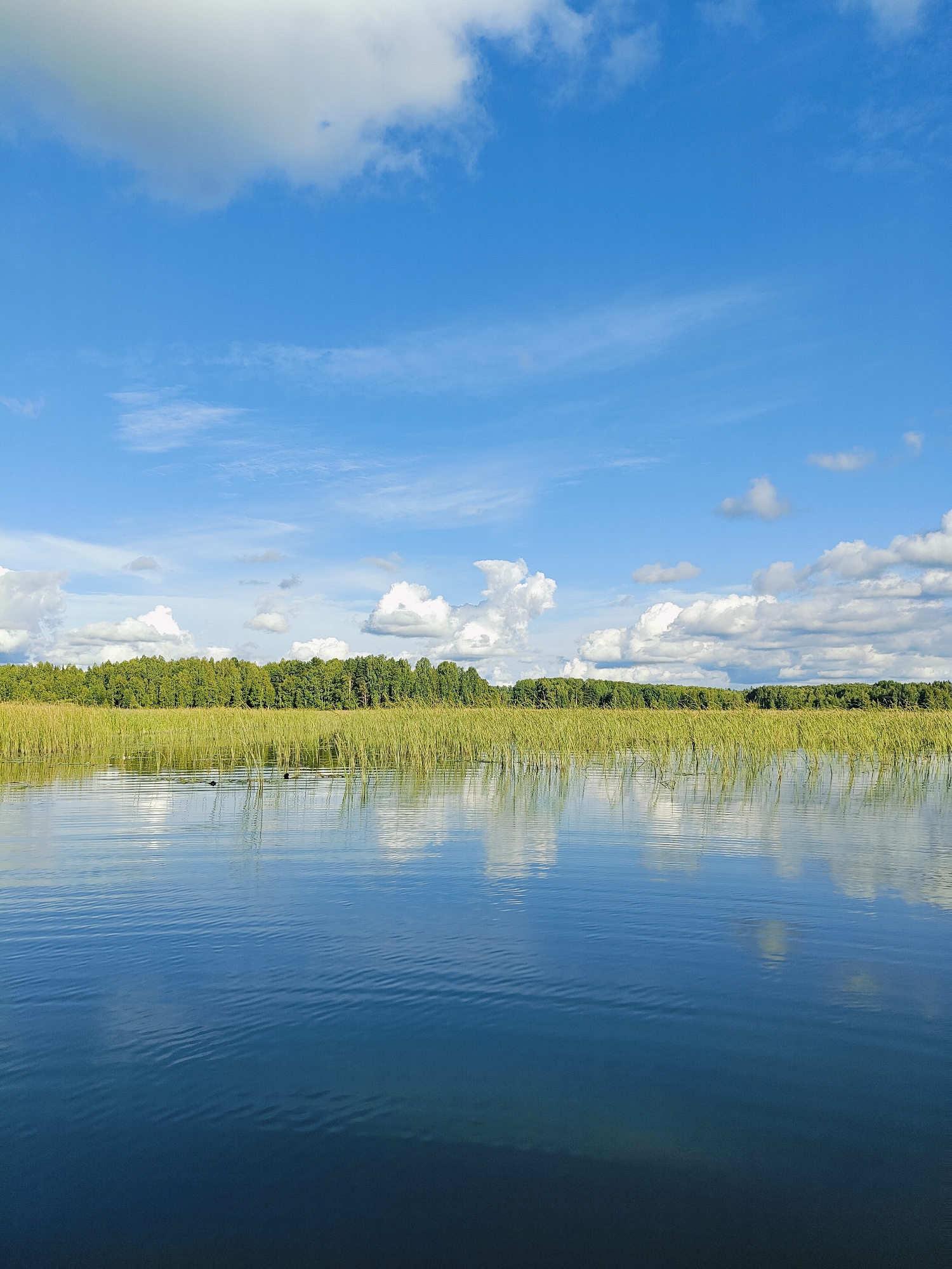 The image depicts a serene lake scene under a bright blue sky with scattered white clouds. The foreground is dominated by the calm blue water, reflecting the sky and the surrounding vegetation. A dense line of tall, green reeds runs along the edge of the water, separating it from a thick forest of green trees in the background. The forest forms a natural horizon against the sky. There are no people or animals visible in the image, and no structures or man-made objects are present. The overall impression is one of natural tranquility and untouched wilderness. This location is likely a natural area within or near the city of Chaykovsky, Russia, perhaps a reservoir or a lake on the Kama River, known for its scenic beauty and natural landscapes.