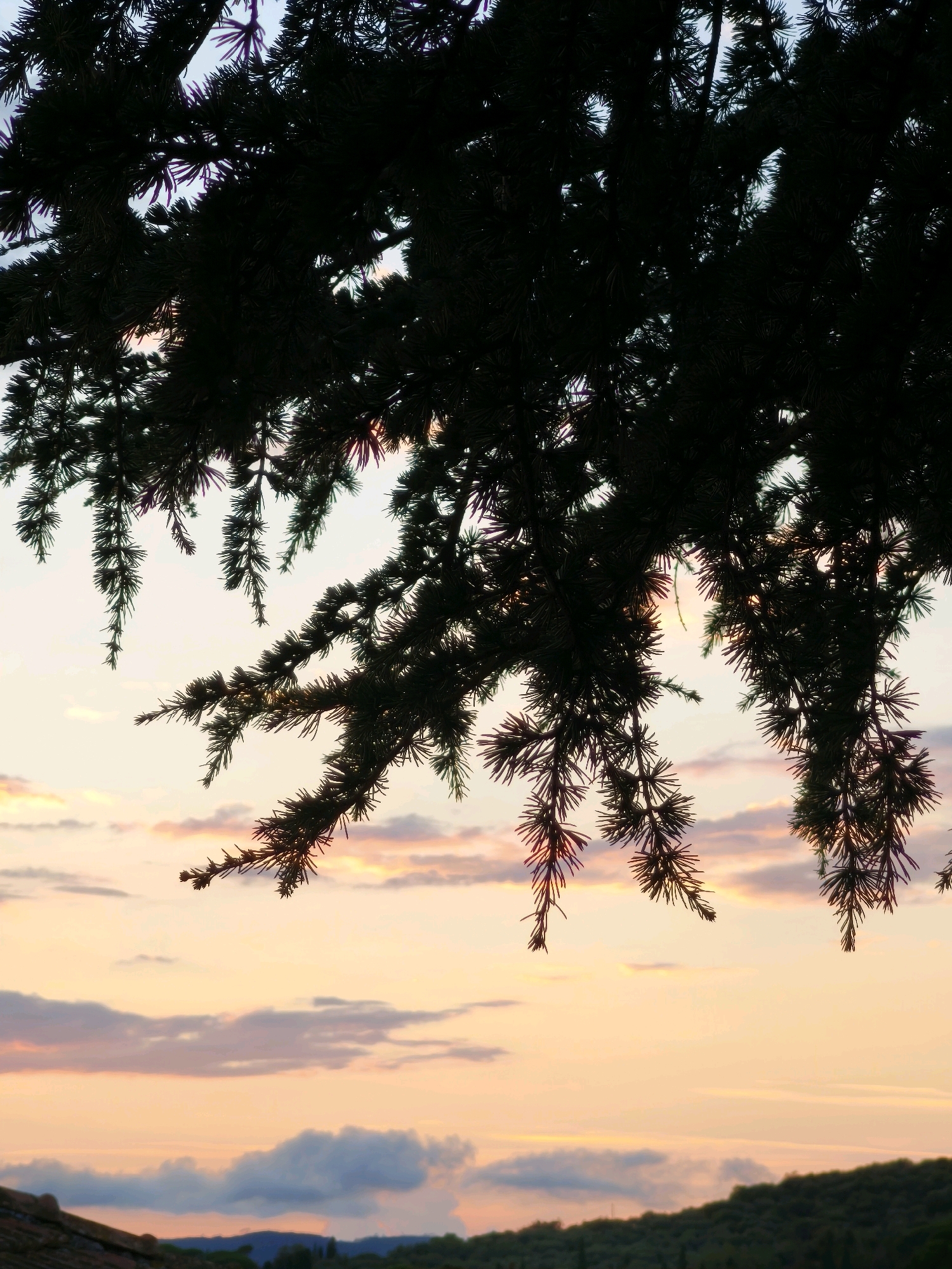 A close-up, silhouetted view of evergreen tree branches hangs from the top of the frame, obscuring the sky. The sky is a gradient of sunset colors, from pale yellow near the horizon to pink and purple clouds higher up. In the distance, a dark, tree-covered hill is visible, with a hint of a tiled roof in the lower left corner suggesting the location is near a building or settlement. The overall impression is one of a tranquil evening in Passignano sul Trasimeno, Italy.