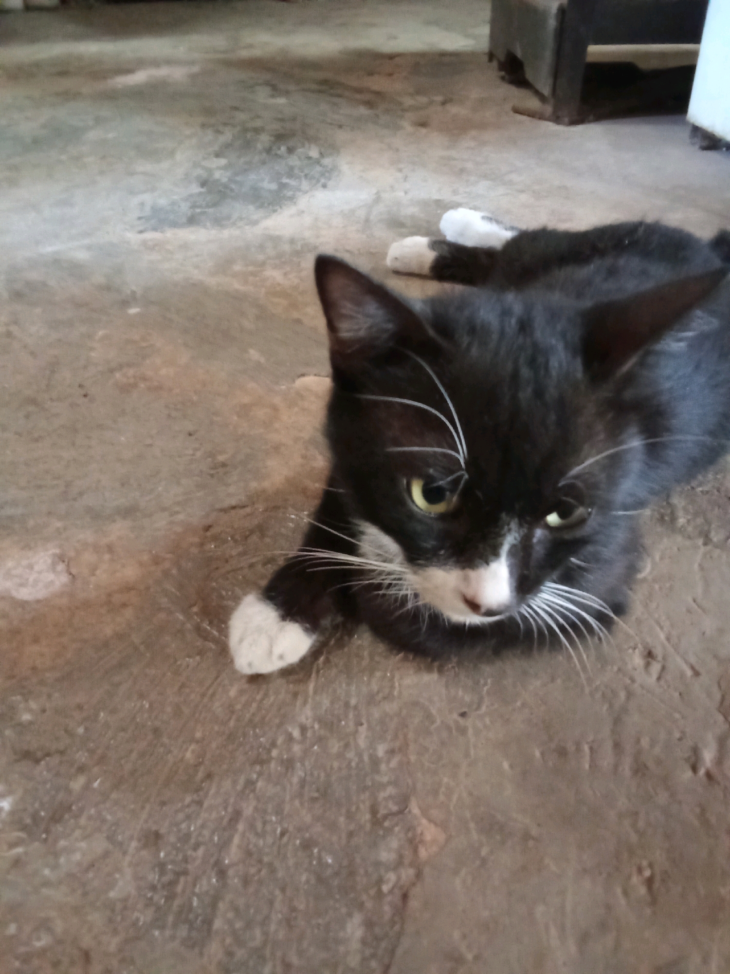 A black and white cat with yellow eyes is lying on a concrete floor. The cat is facing the camera and has white paws and a white chest. There is a piece of furniture in the background. The scene appears to be indoors in a residential setting. The location is identified as Kalilandak, Indonesia.