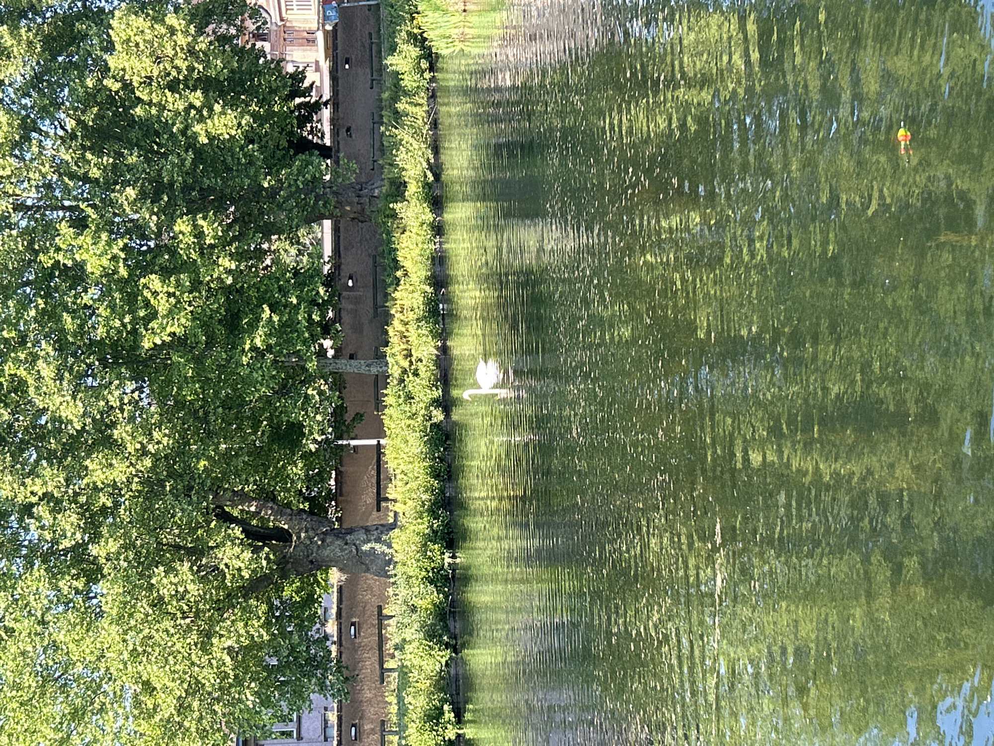 The image depicts a waterway with a swan swimming in it. Vegetation, including a large tree, borders the waterway. Buildings are also visible along the edge. There is an orange float or marker in the water. The reflection of the trees and structures is evident on the water's surface. The location is likely Strasbourg, France, due to the architectural style of the buildings.