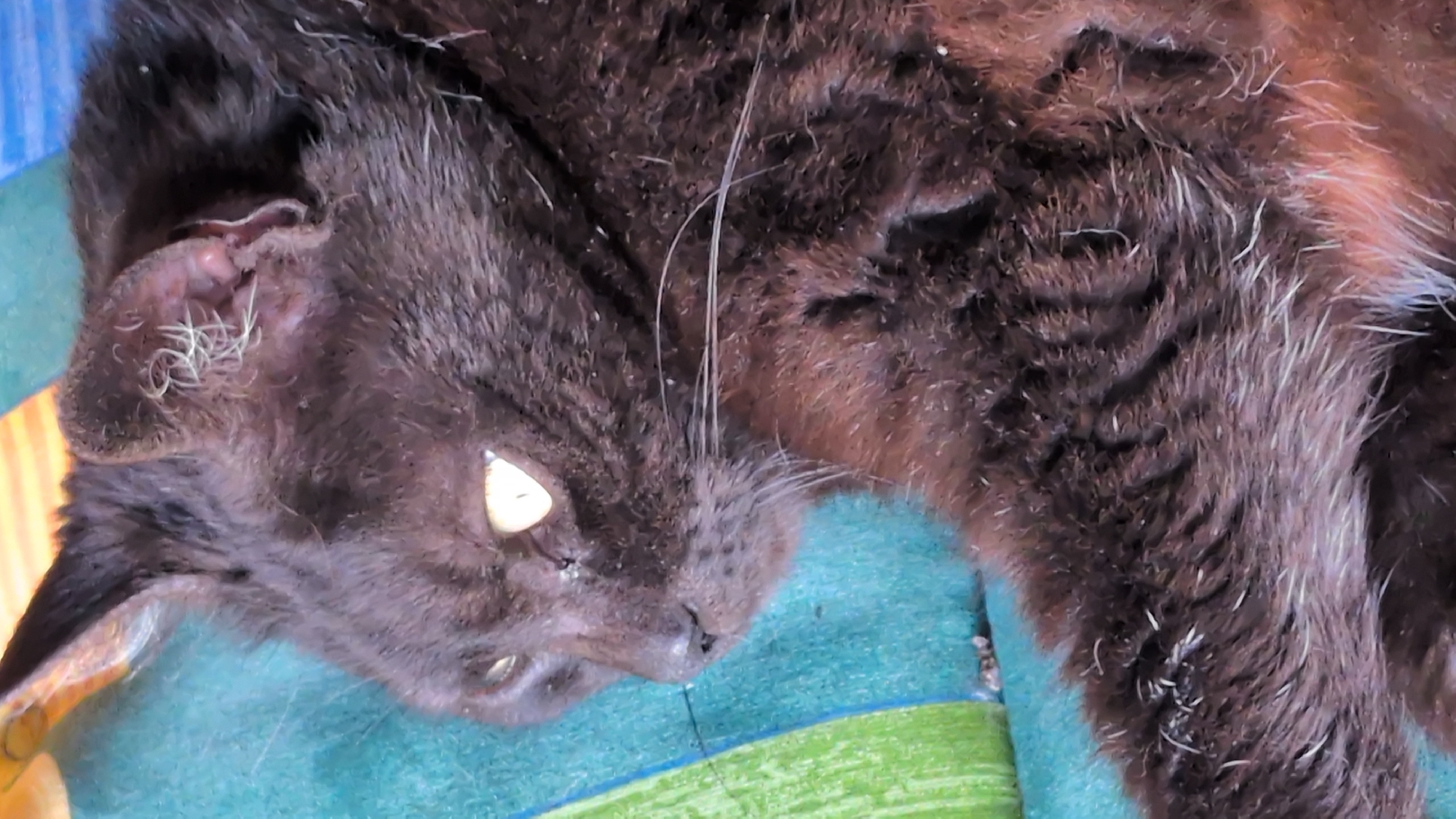 The image shows a close-up, overhead view of a black cat lying on a multicolored surface, likely a blanket or upholstery. The cat is lying on its side, with its head turned towards the viewer. Its eyes are partially closed, and its ears are pointed upwards. The fur appears somewhat disheveled and has white tips in some areas, especially around the ears and chest. The background surface has horizontal stripes in shades of green, blue, and possibly yellow. There are no visible objects or people in the scene. The lighting suggests an indoor environment, possibly with natural light. The location in Rastenberg, Germany, is not visually represented in the image.