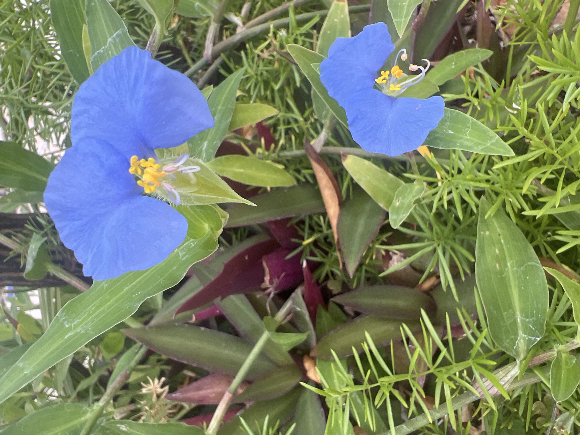The image shows two vibrant blue flowers with yellow stamen, likely Commelina cyanea, blooming amongst lush green foliage and darker purple-tinged leaves. The flowers are delicate, with three prominent petals and thin, white filaments extending from their centers. The surrounding plants appear to be a mix of grassy, thin-leaved plants and broader, strap-like leaves. The scene is naturally lit, suggesting an outdoor setting. This type of flora is commonly found in gardens and natural areas within the Hof HaCarmel Regional Council, Israel, where the climate supports such plant life. There are no people or man-made objects clearly visible in the frame.