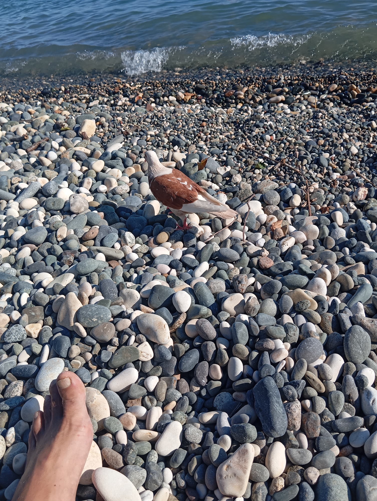 A pigeon with brown and white plumage stands on a pebble beach, facing right. The beach is composed of various colored and sized pebbles, with some twigs scattered among them. To the left of the frame, a human foot is visible, resting on the pebbles. The sea with gentle waves is in the background, and the sky is a clear blue. The scene appears to be a serene coastal environment, possibly a public beach in Sokhumi, Abkhazia, given the typical landscape and vegetation.