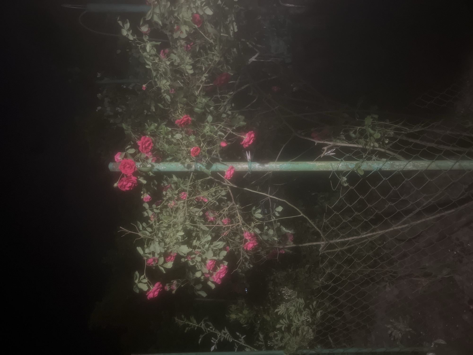 A photograph taken at night depicts red roses climbing on a green metal fence. The fence has a mesh wire section. The background is dark, possibly due to the lack of light at night. The location may be Sochi, Russia, but this cannot be confirmed from the image alone.