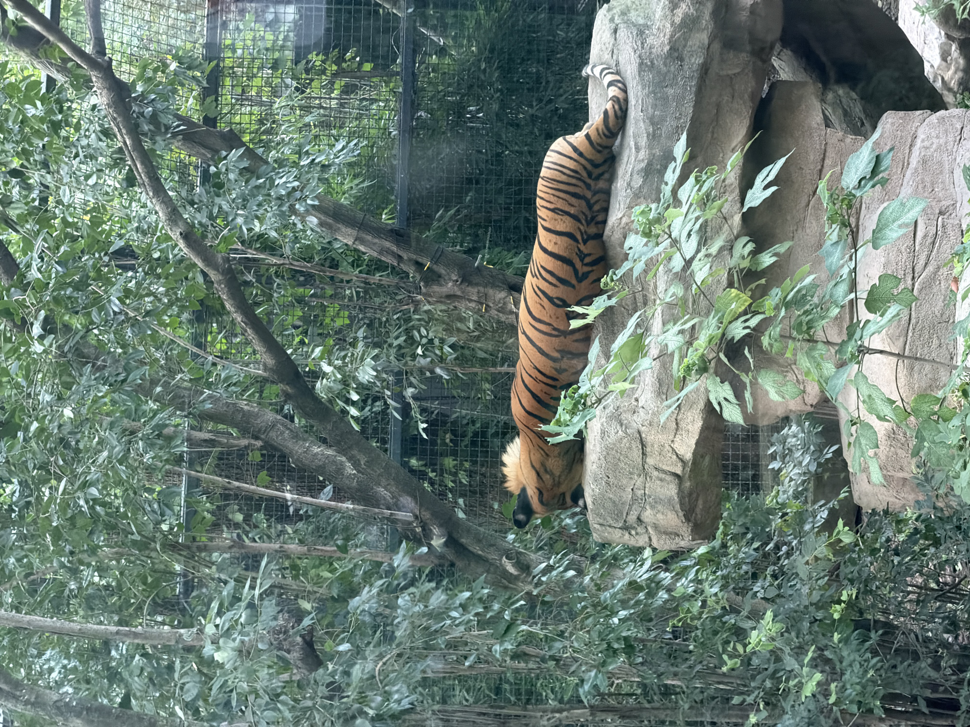 An adult tiger with black stripes on an orange coat lies sleeping on a large rock formation in a zoo enclosure. The tiger's head is turned to the left, and its body extends to the right, with its tail curled. The enclosure is filled with dense green foliage and trees, with a metal fence visible in the background. The tiger appears to be in a naturalistic habitat designed to mimic its wild environment. The lighting suggests it is daytime. This scene is located at the Shanghai Zoo in Changning District, China.