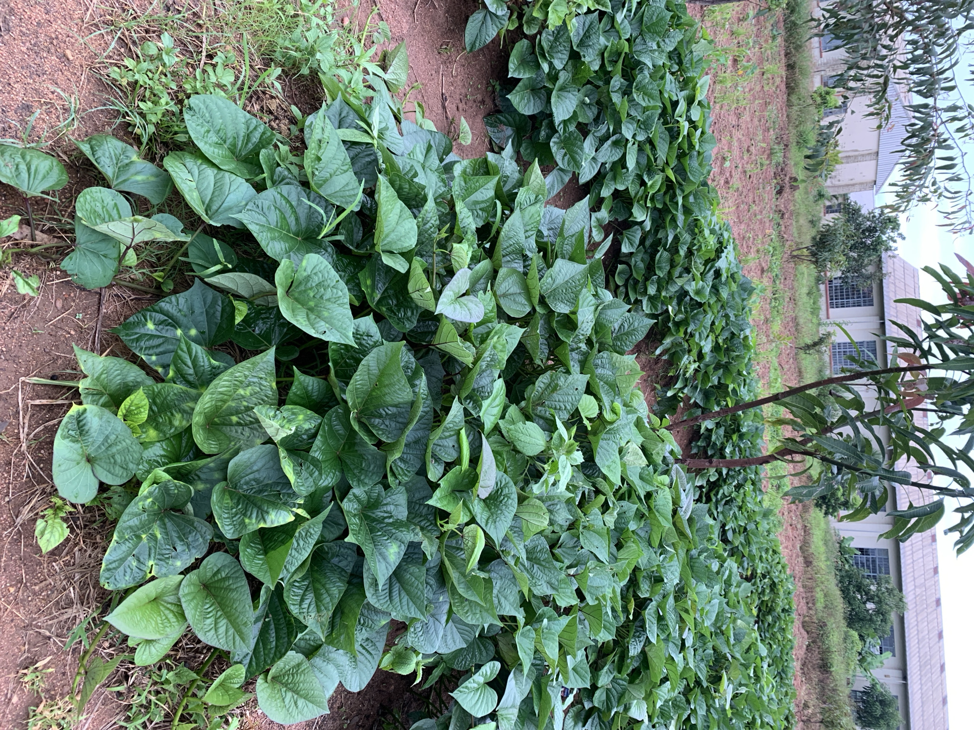A close-up, eye-level shot captures a dense field of vibrant green sweet potato plants in Kuru Karama, Nigeria. The plants, with their broad, heart-shaped leaves, sprawl across reddish-brown soil, creating a lush carpet. In the background, the muted tones of institutional buildings with white walls and gray corrugated roofs suggest an educational or administrative facility. The buildings are partially obscured by scattered trees and overgrown vegetation, indicating a rural or semi-rural setting. The overall impression is one of agricultural cultivation within proximity to developed structures.