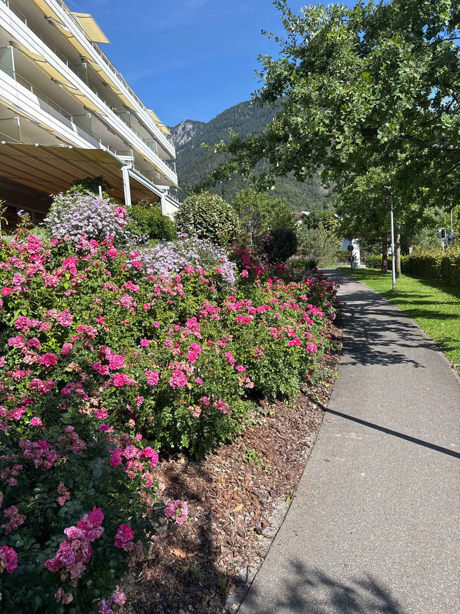 A bright, sunny day is depicted in this outdoor scene, featuring a modern building with multiple levels and balconies, surrounded by lush greenery. In the foreground, a vibrant display of pink roses and lighter purple flowers lines a paved walkway. The walkway leads into the distance, shaded by the branches of a large, leafy green tree on the right. Beyond the building and trees, a majestic mountain range rises against a clear blue sky. The environment appears to be well-maintained, suggesting a park or residential area with a focus on landscaping. There are no people visible in the image.