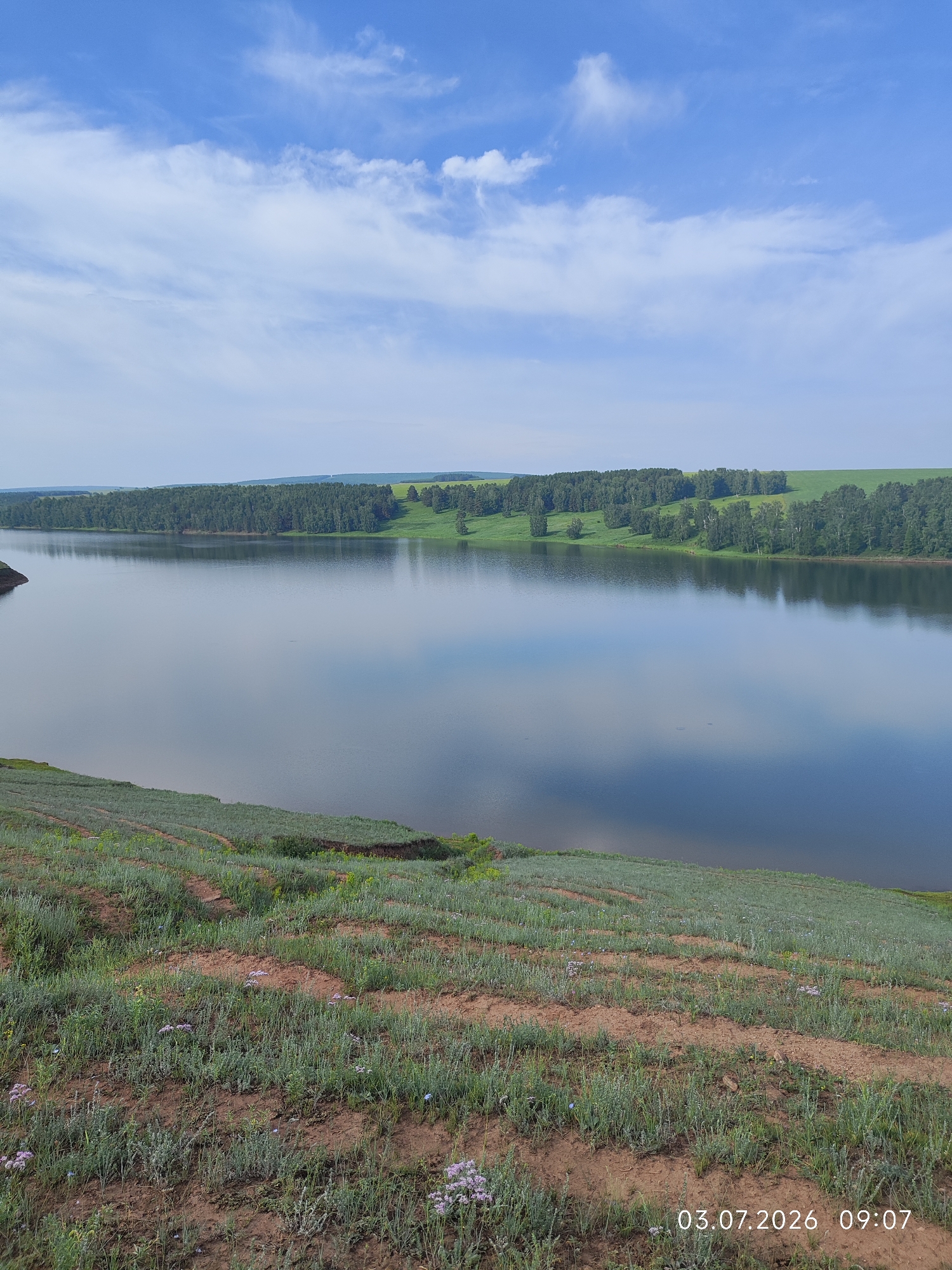 The image depicts a tranquil natural landscape under a partly cloudy blue sky. In the foreground, a gently sloping hill is covered with sparse green vegetation and patches of reddish-brown soil, with rows suggesting cultivation or natural terracing. Small clusters of purple wildflowers are scattered across the hillside. The middle ground is dominated by a calm body of water, likely a lake or reservoir, reflecting the sky and the distant treeline. The far bank of the water is lined with a dense forest of green trees, behind which rolling green hills are visible, some with lighter green patches that may be fields. The overall scene conveys a sense of peace and natural beauty. The timestamp "03.07.2026 09:07" is visible in the bottom right corner of the image. The location is identified as Konovalovo, Russia.