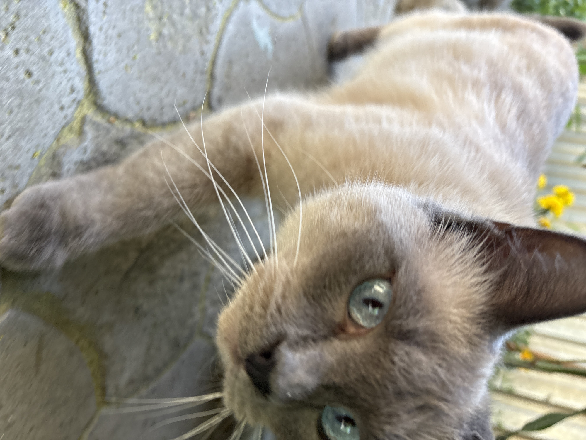 An extreme close-up, low-angle shot captures a Siamese cat with striking blue eyes walking on a paved pathway. The cat's fur is a mix of light tan and grey, with darker points on its ears and paws. Its long white whiskers are clearly visible. The background is blurred, showing hints of yellow flowers and greenery, suggesting an outdoor setting. The pathway appears to be made of interlocking grey pavers, with some yellow staining or debris on them. The image has a shallow depth of field, with the cat's face in sharp focus and the rest of the scene progressively out of focus. No specific landmarks or features in Almaty, Kazakhstan are identifiable from the image.