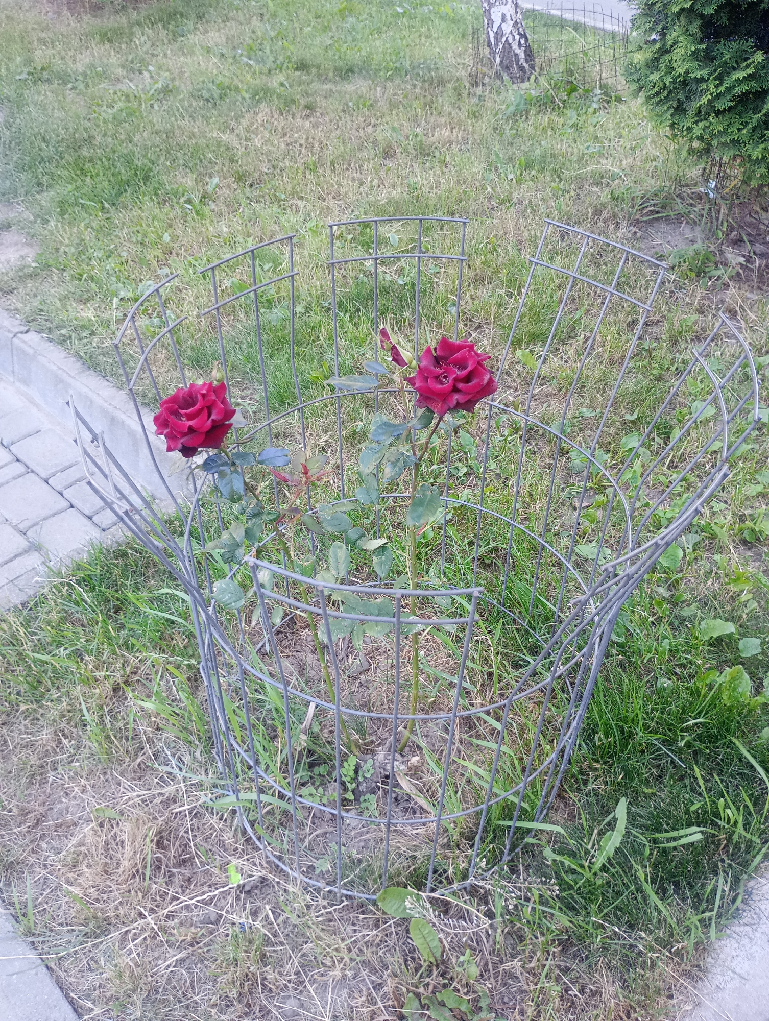 A close-up shot shows two dark red roses, partially enclosed by a grey wire cage, situated in a patch of dry and green grass. The cage is dome-shaped and appears to be a protective barrier for the rose bush. In the background, a paved walkway borders the grassy area, and a small evergreen tree is visible to the right. The overall scene depicts an outdoor urban setting, likely a park or garden.