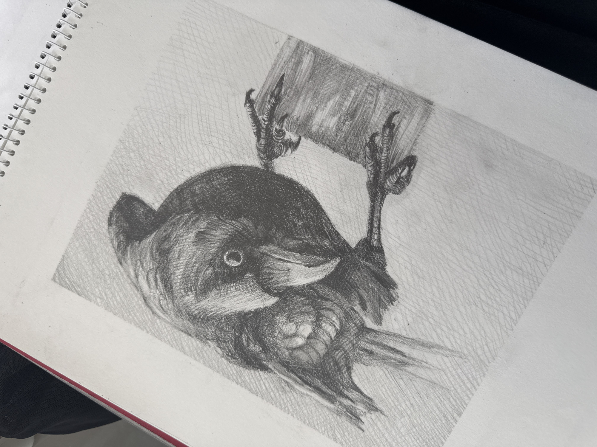The image is a pencil drawing on white paper in a spiral-bound sketchbook. It depicts a bird clinging to a rectangular object. The bird is drawn in considerable detail, with attention given to its plumage, eye, beak, and claws. The background is filled with light cross-hatching. The subject and location cannot be determined from this drawing.