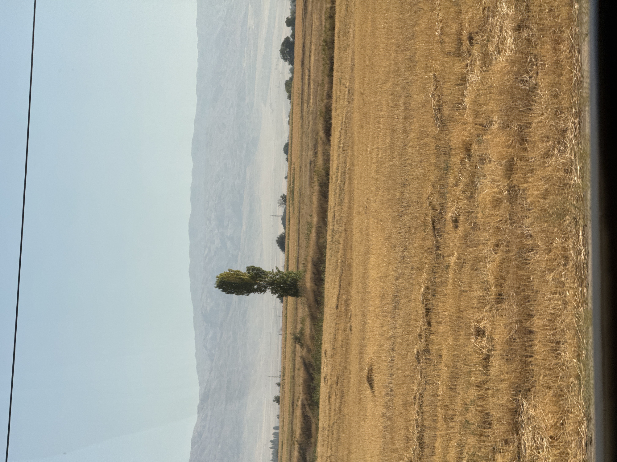 The image depicts a rural landscape near Ivanovka, Kyrgyzstan, under a clear, pale blue sky. The foreground is dominated by a dry, harvested field, appearing golden brown with remnants of stubble and some scattered bundles of dried grass. A single, tall, slender green tree stands prominently in the middle ground, breaking the monotony of the field. Further in the distance, a range of hazy, light-colored mountains forms the horizon, their details softened by atmospheric perspective. A thin, dark horizontal line, possibly a power line or a wire, is visible across the top of the image. The overall impression is one of open space and agricultural activity in a dry, potentially semi-arid environment. There are no people or animals visible in the scene.