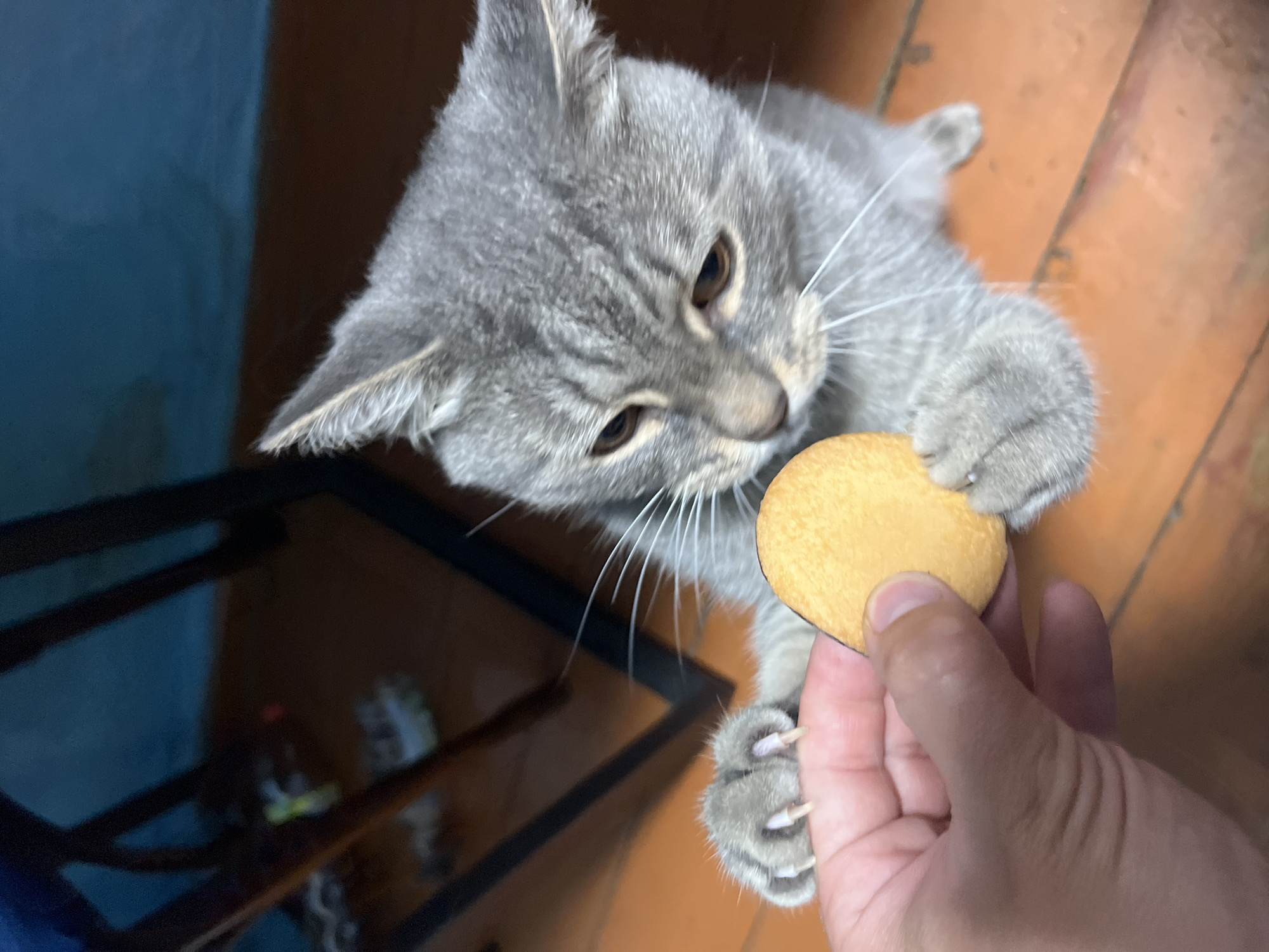 A person's hand is holding a yellow cookie towards a gray tabby cat. The cat is reaching out with its paws to take the cookie. The scene takes place indoors on a wooden floor, with furniture in the background. The image is taken from a high angle, looking down at the cat and the cookie. There is no information in the image to suggest the location is Nizhny Tagil, Russia.