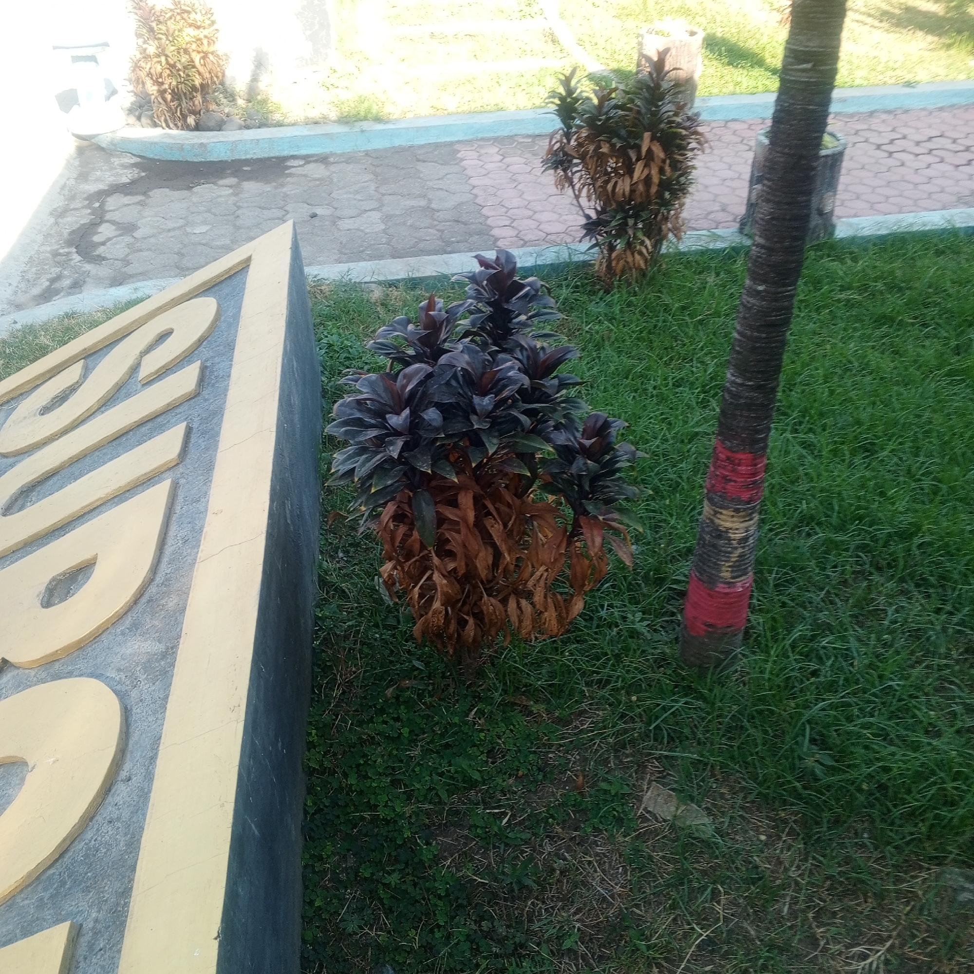 An outdoor scene in Buduan, Indonesia, features a concrete sign with yellow lettering in the foreground, partially obscuring a patch of green grass and a plant with dark purple leaves and brown, dried lower leaves. To the right, a palm tree trunk with red and yellow painted bands stands in the grass. In the background, a paved area with hexagonal tiles and a light blue border is visible, along with two other plants. The overall environment suggests a public or park-like setting.