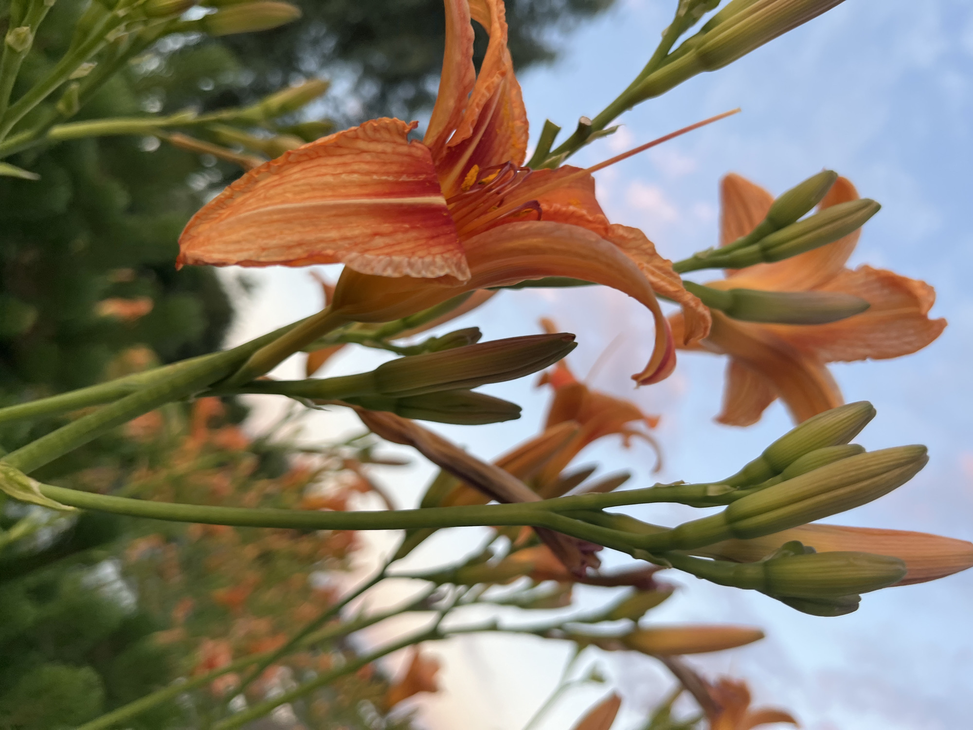 This is a close-up, low-angle outdoor photograph of orange daylily flowers and buds against a background of greenery and a soft blue sky with some pinkish hues, suggesting either dawn or dusk. The flowers are vibrantly colored and appear to be in various stages of bloom, with some fully open and others still as tightly closed buds. The stems and leaves are a deep green. The background is softly blurred, with hints of other orange flowers and green foliage visible in the distance. The overall impression is one of natural beauty and the blooming of summer flowers. There are no people or animals present in the image. The scene is characteristic of a garden or park setting.