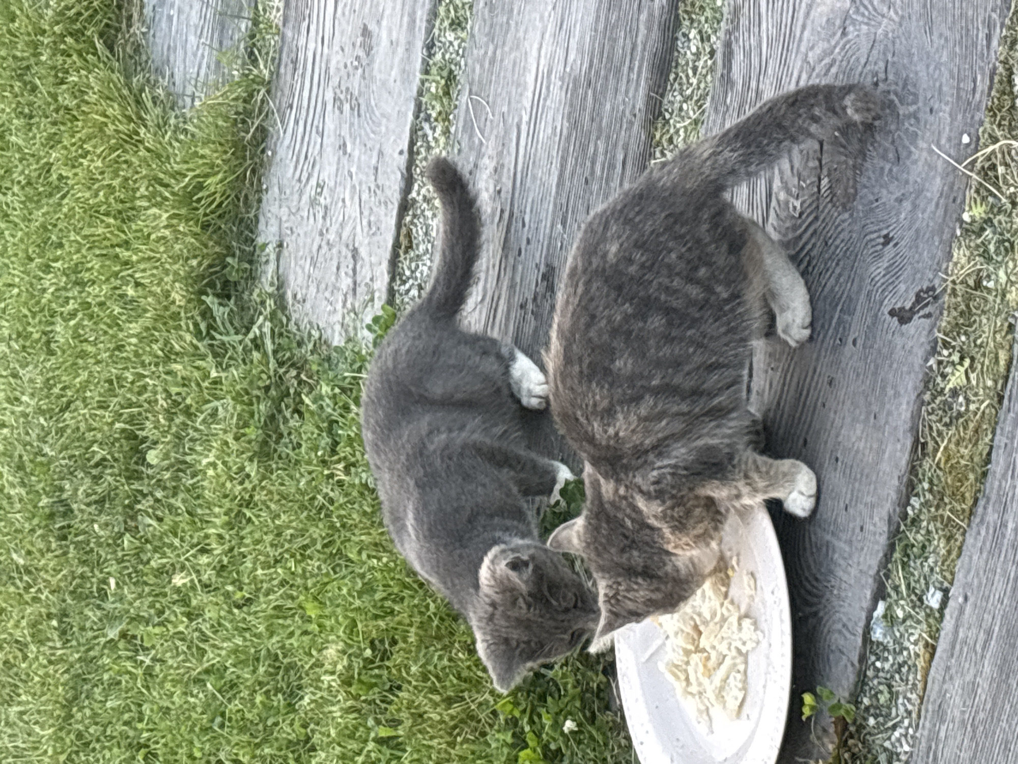 In Zvenigorod, Russia, two kittens are eating from a white plate placed on wooden planks. The kitten in the foreground is a tabby, while the kitten in the background is solid gray. Green grass borders the wooden planks, suggesting an outdoor setting.