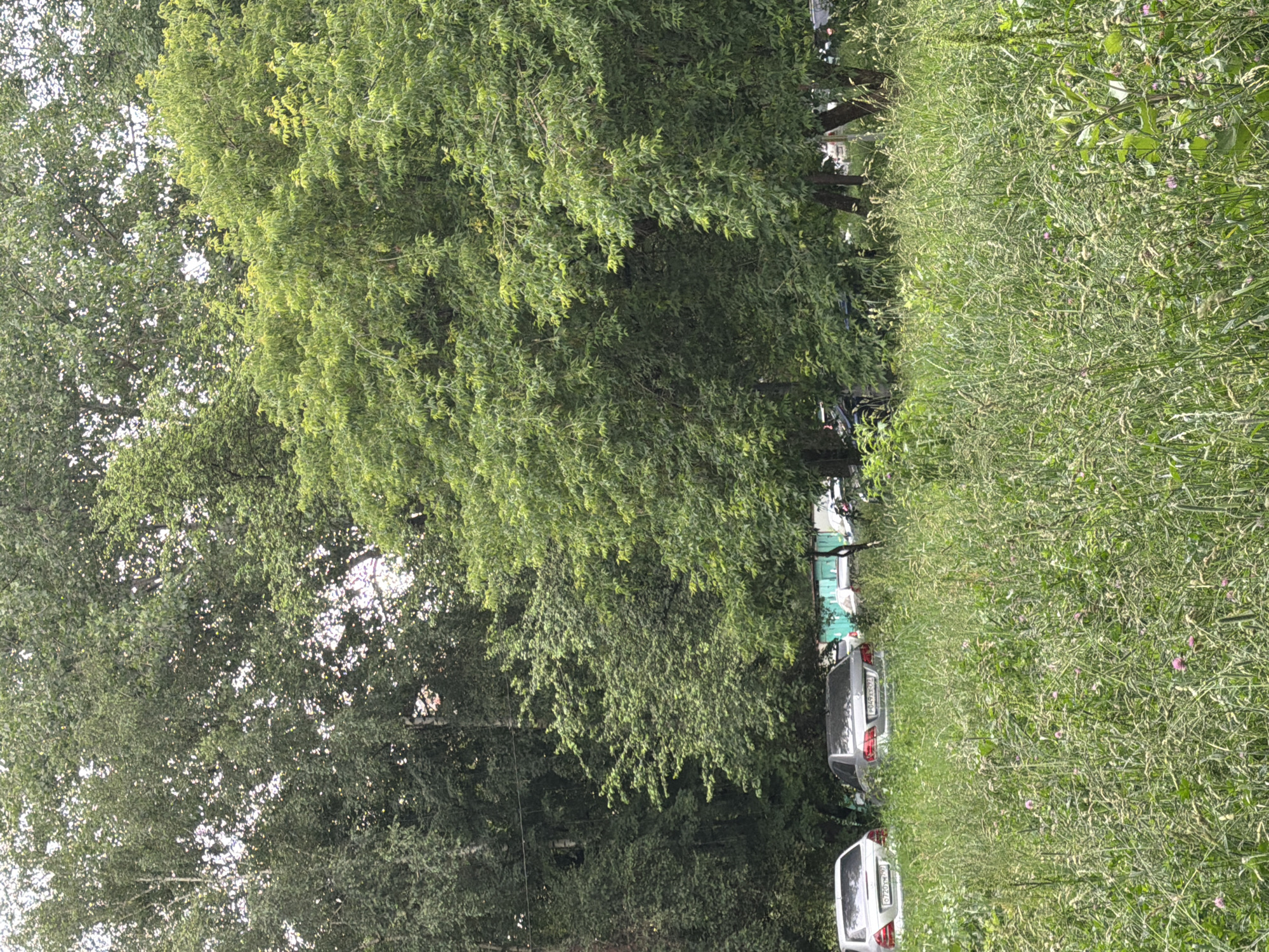 The image depicts a residential area in Moscow, Russia, characterized by a dense canopy of lush green trees. In the foreground, a meadow of tall, untamed grass and wildflowers suggests a naturalistic, perhaps slightly unkempt, environment. Several cars are parked amidst the greenery, indicating an urban setting. A silver sedan is visible in the mid-ground, with its license plate partially obscured by grass. To its left, a white hatchback is parked, also partially hidden. Further back, obscured by trees, are glimpses of structures and more parked vehicles. The overall impression is one of nature encroaching upon an urban landscape, with a sense of quietude and verdant abundance. The sky is overcast, contributing to the soft, diffused light that bathes the scene.