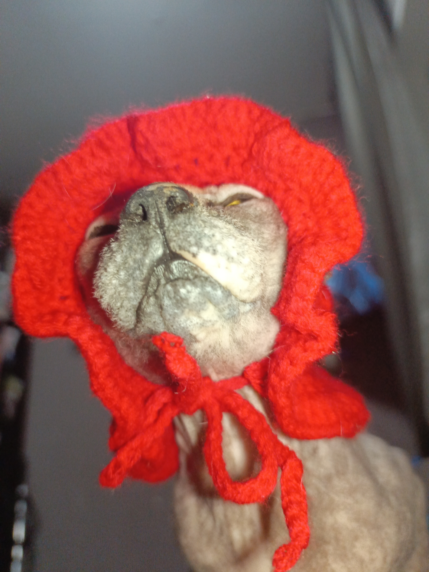A close-up, low-angle shot captures a hairless or very short-haired animal, likely a Sphynx cat or a small dog, wearing a vibrant red knitted or crocheted hooded garment. The animal's head is tilted upwards, and its eyes are partially closed, giving it a somewhat sleepy or resigned expression. Its wrinkled skin, visible around its snout and chin, is a greyish-brown hue. The red hood, made of a fuzzy material, features prominent ties that are loosely fastened beneath the animal's chin. The background is largely dark and out of focus, suggesting an indoor setting with indistinct shapes and faint hints of blue and brown. The scene depicts the animal posing for a photograph in its costume, conveying a whimsical and humorous moment. There is no visible text in the image. This domestic scene likely took place in Марковский, Russia.