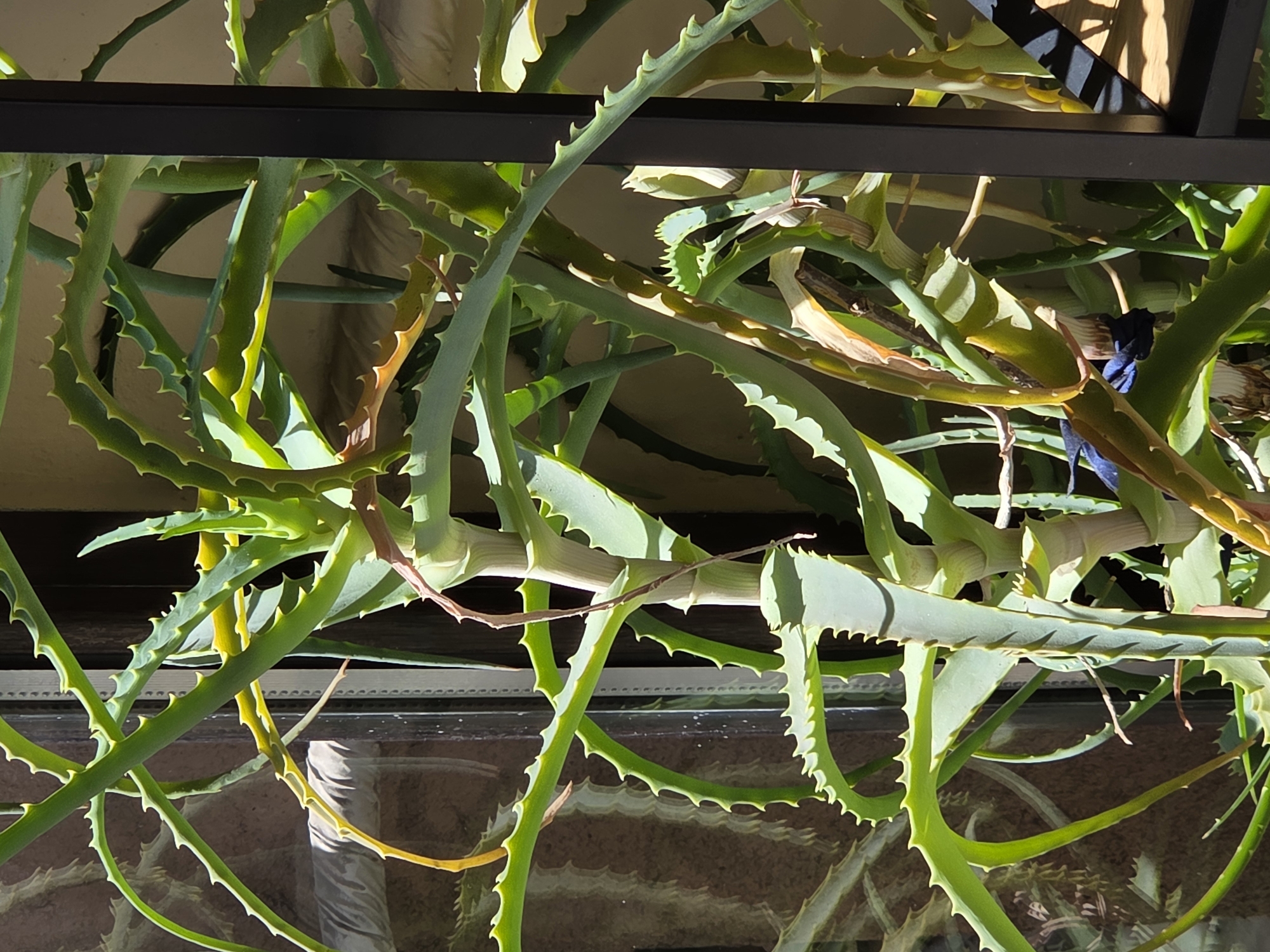 The image depicts a close-up view of a sprawling aloe plant inside a building. The plant is characterized by its long, succulent leaves with serrated edges. The leaves are predominantly green, with some exhibiting yellowish or brownish hues, possibly due to age or sun exposure. The plant appears to be growing near a window, as indicated by the reflected outdoor scenery. The interior setting suggests a domestic environment.
There is no information to determine the location in the city of Varna, Bulgaria from this image.