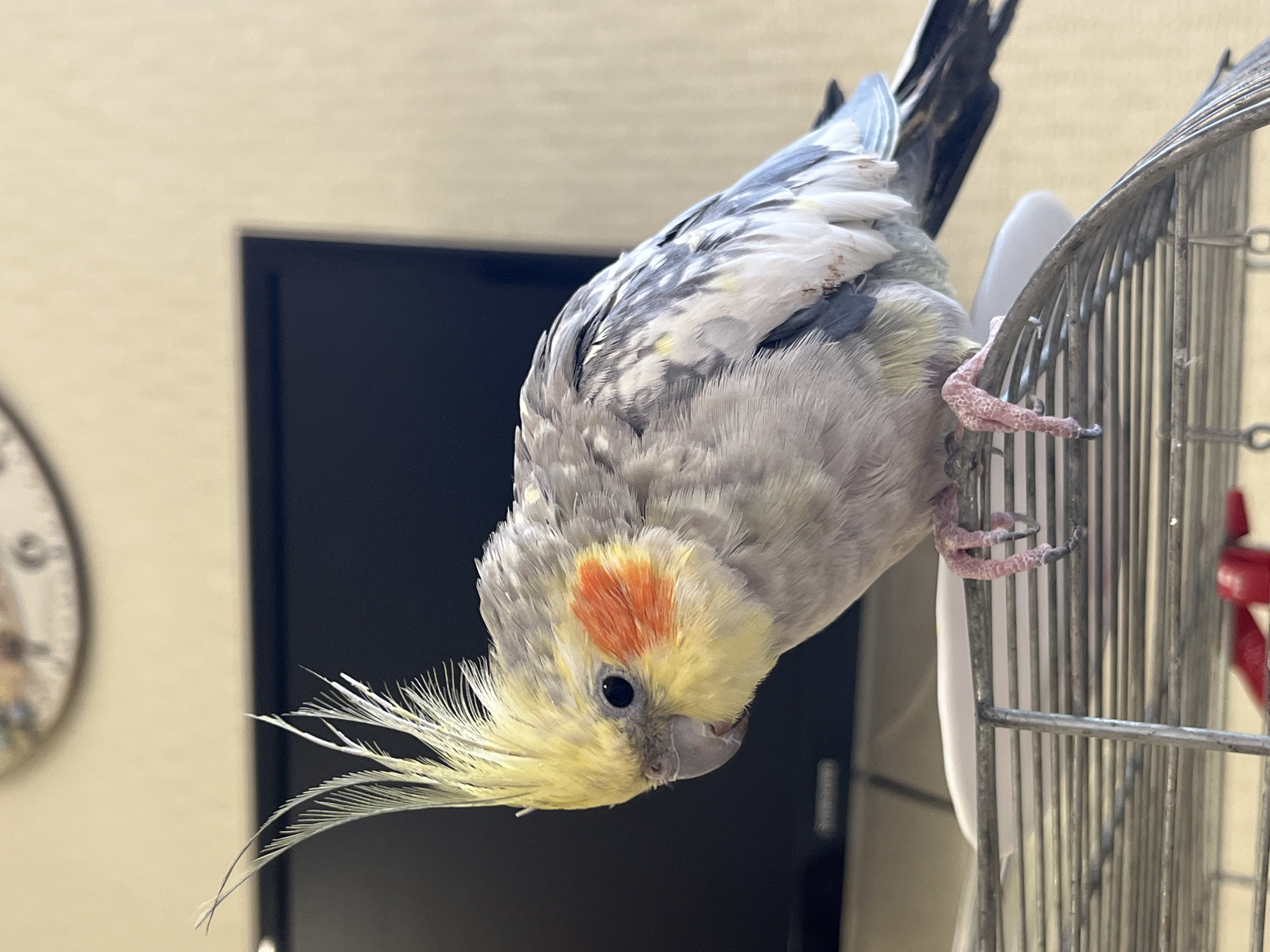 A medium shot captures a cockatiel perched on a metal cage. The bird, facing left, displays a crest of pale yellow feathers. Its eyes are dark, and orange patches adorn its cheeks. The body feathers are a mix of grey, white, and yellow. The bird's pink feet grip the cage bars. In the background, a dark flat-screen television is visible, with a light-colored wall and a portion of a circular object, possibly a clock, on the wall above. The environment appears to be indoors. The image's metadata indicates it was taken in Korolyov, Russia.
