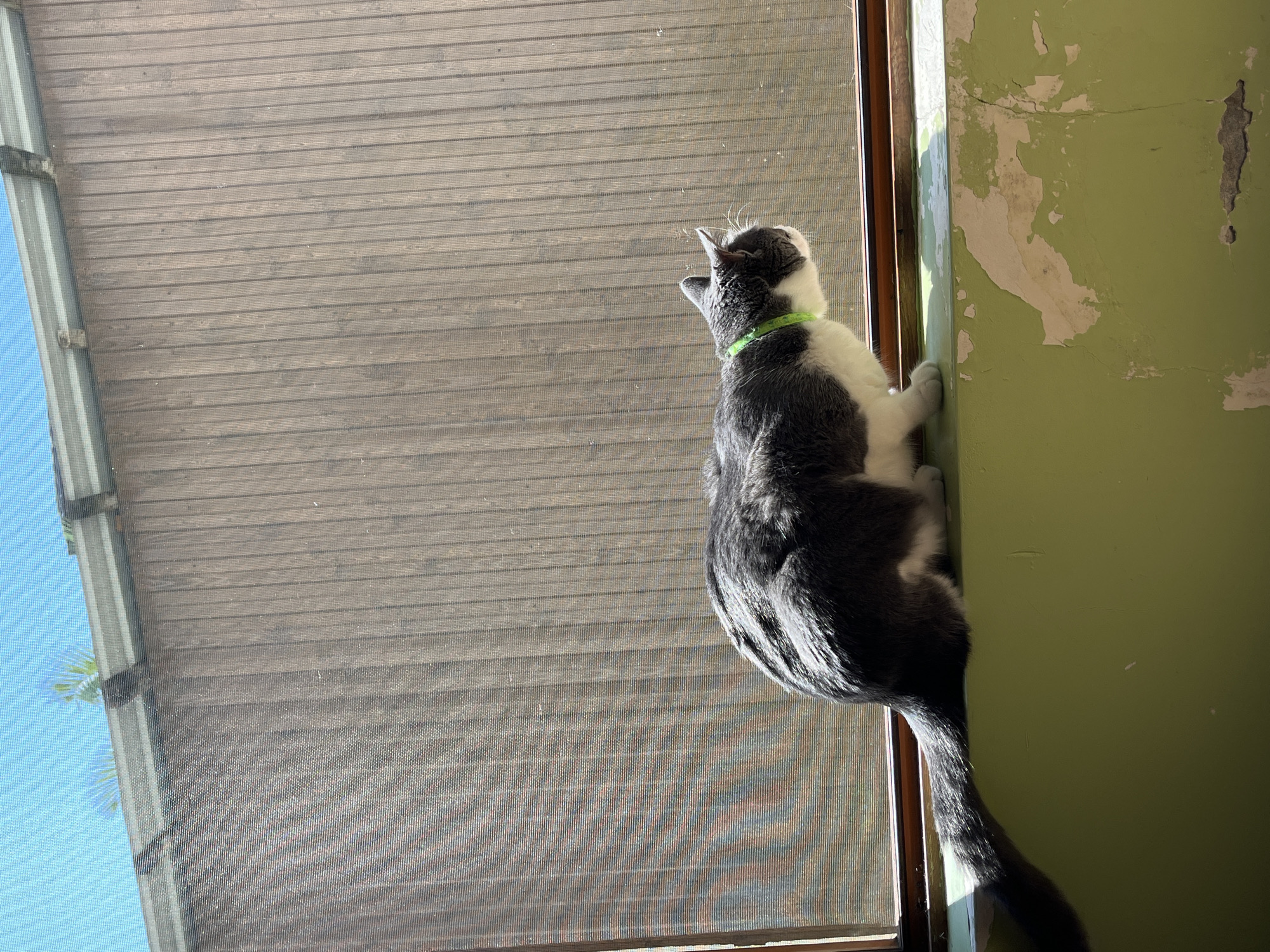 A grey and white cat with a bright green collar sits on a weathered green ledge, looking out through a window with a screen. The ledge has peeling paint. Behind the screen is a wooden wall with vertical planks. Above the wall, a sliver of bright blue sky and green foliage is visible. The scene appears to be outdoors, possibly on a balcony or patio in Ureki, Georgia, given the context.
