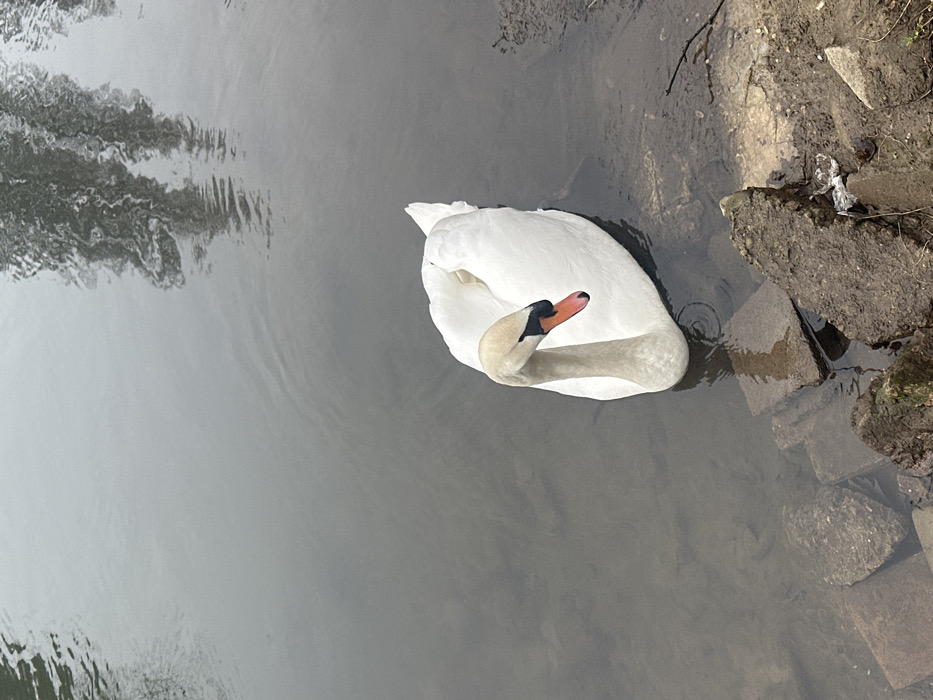 The scene captures a white Mute swan in a murky, dark grey-green body of water at its shallow edge in Schiltigheim, France. The swan, occupying the lower-middle frame, presents its left profile with its head tilted slightly down. It features a cream-toned head and neck, an orange beak with a distinct black basal knob, and white plumage. Ripples are visible on the water's surface, which reflects overhead tree branches in the upper portion of the image. The immediate bank, situated in the lower right, is composed of dark, wet soil, irregularly shaped grey concrete blocks partially submerged, and sparse organic debris including a small piece of white plastic.