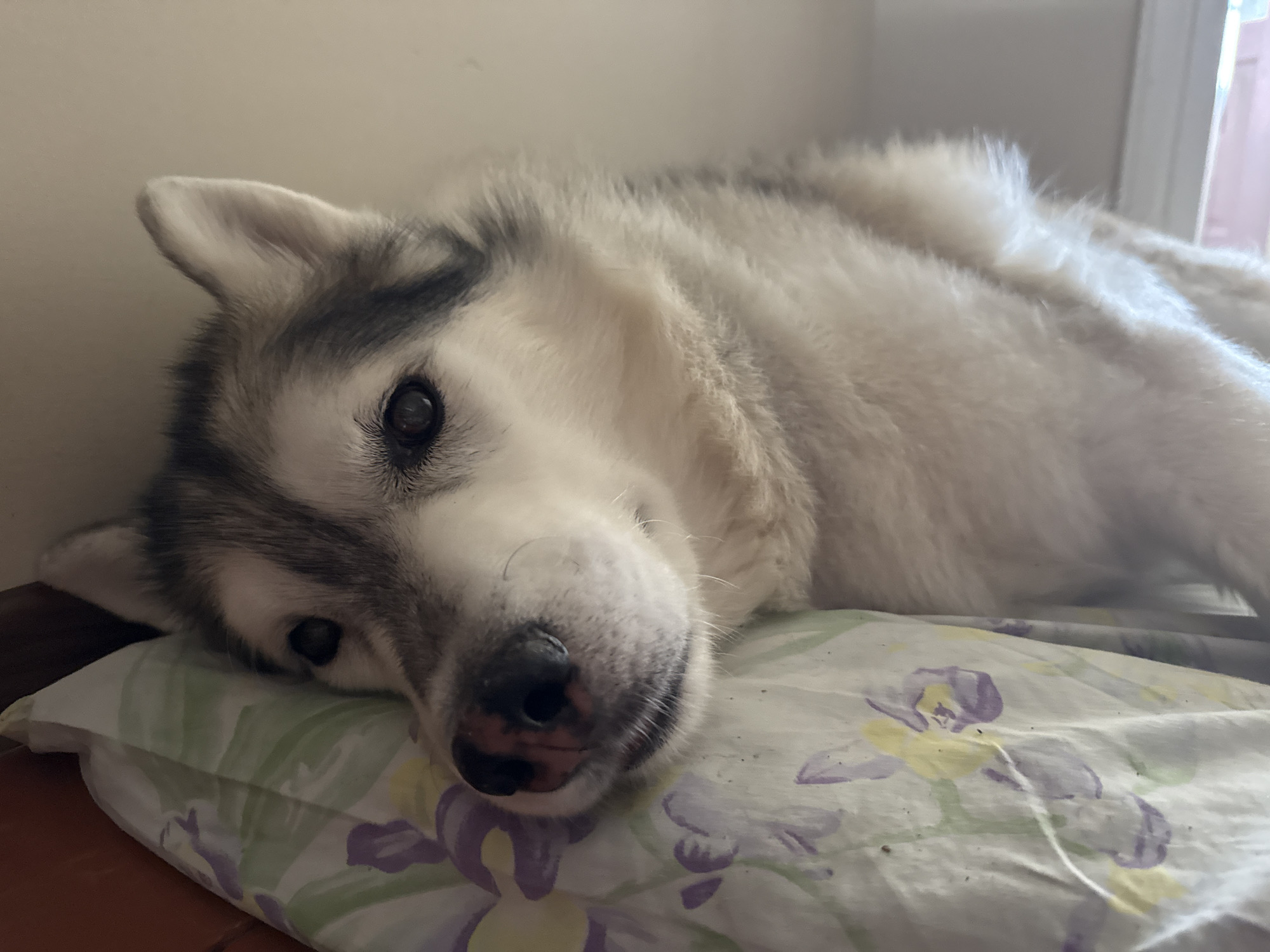 A medium shot captures a husky dog lying on its side on a pillow. The dog's head is resting on the pillow, and its body extends to the right of the frame. The dog has gray and white fur, with dark markings around its eyes and ears. Its eyes are dark and appear to be looking towards the camera. The pillow is covered with a light-colored fabric featuring a floral pattern of purple and yellow flowers. The background is a plain, light-colored wall. The scene appears to be indoors, possibly in a bedroom or living area. There are no people or other animals visible in the image. The lighting is soft and natural, suggesting it may be daytime.