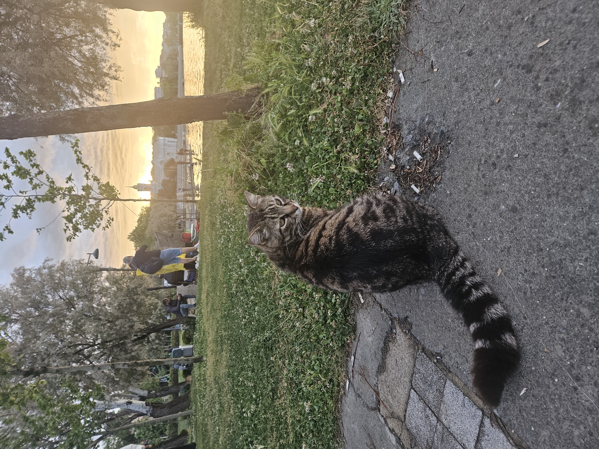 The image depicts a tabby cat sitting on a paved surface that transitions into grass. In the background, there is a body of water reflecting the sunset. Further behind, city buildings are visible. A group of people is sitting on benches under trees, with one person standing nearby. The pavement is lined with litter. The location is in the city of Unknown, Unknown.