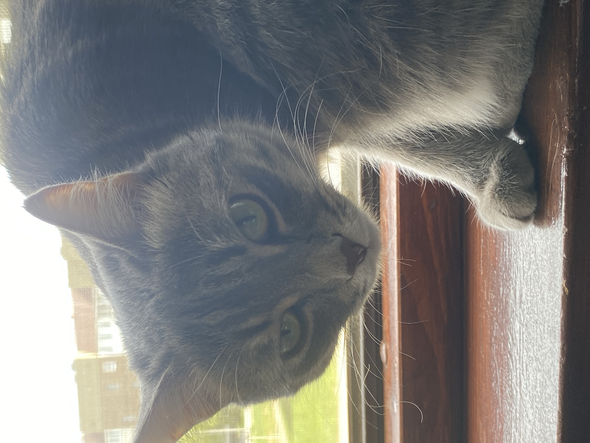 A grey tabby cat with green eyes lies on a windowsill. Outside the window is a building. The location is Марковский, Russia.