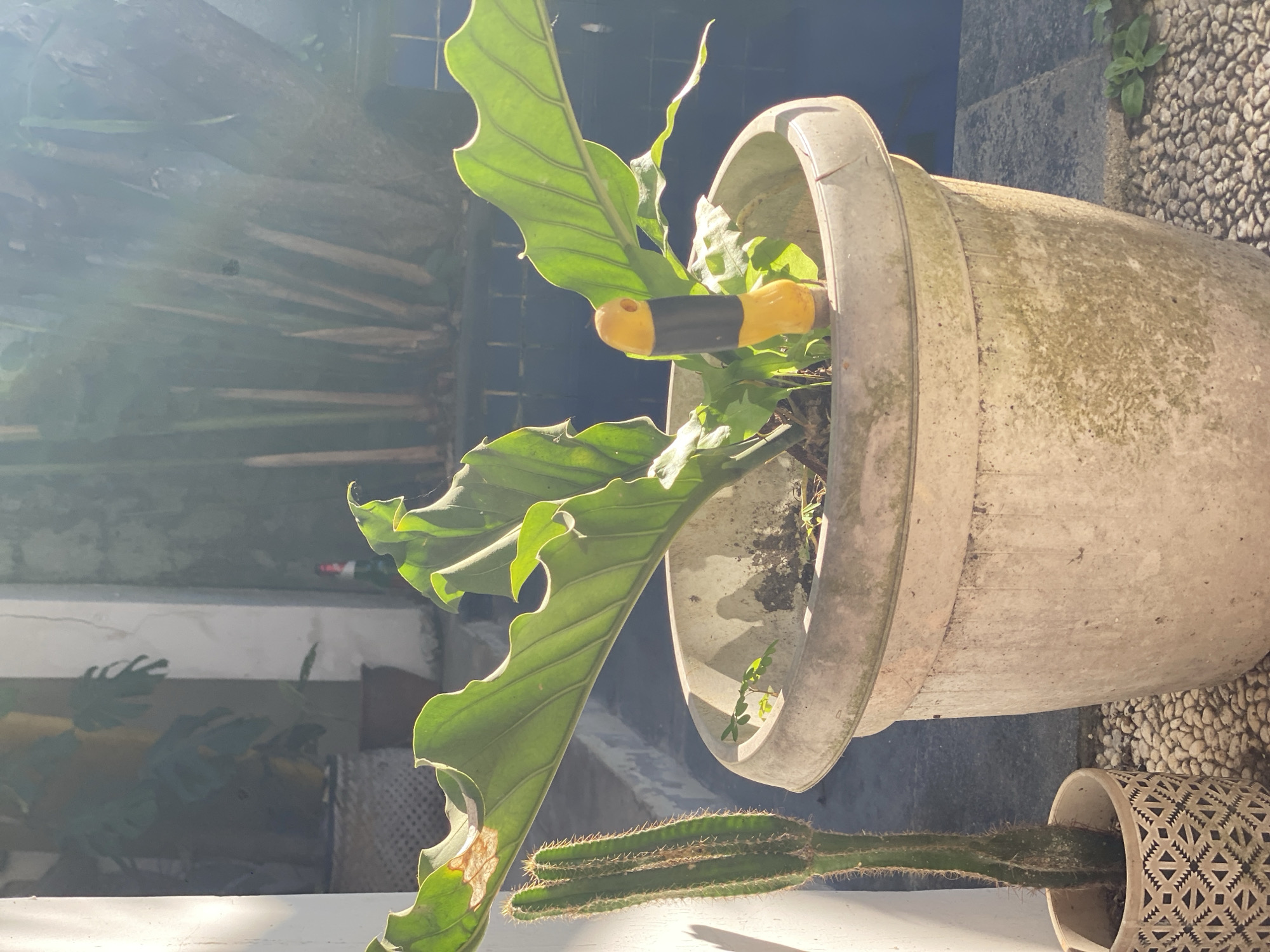 An outdoor scene in Kuta Selatan, Indonesia, features a large, weathered beige planter holding a lush green plant with broad, wavy leaves. A yellow and black stake supports one of the plant's fronds. To the left of the planter, a tall, slender cactus stands in a decorative patterned pot. The ground around the pots is covered with small, smooth white pebbles. In the background, a swimming pool with blue water is visible, bordered by dark gray tiling. The sunlight casts strong shadows and highlights, suggesting it is daytime. The overall impression is of a tropical garden setting, likely a private residence or a commercial establishment in Kuta Selatan.