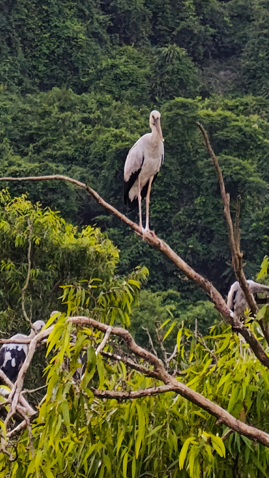 A solitary stork stands on a thick tree branch against a backdrop of lush green foliage and trees. The stork is predominantly white with dark markings on its wings and tail feathers. It is facing forward, looking directly at the camera. Other birds, partially obscured by leaves and branches, are visible in the foreground and to the right of the main subject. The environment appears to be a natural setting, possibly a park or wetland area within Yên Sơn Ward, Vietnam, characterized by dense vegetation.