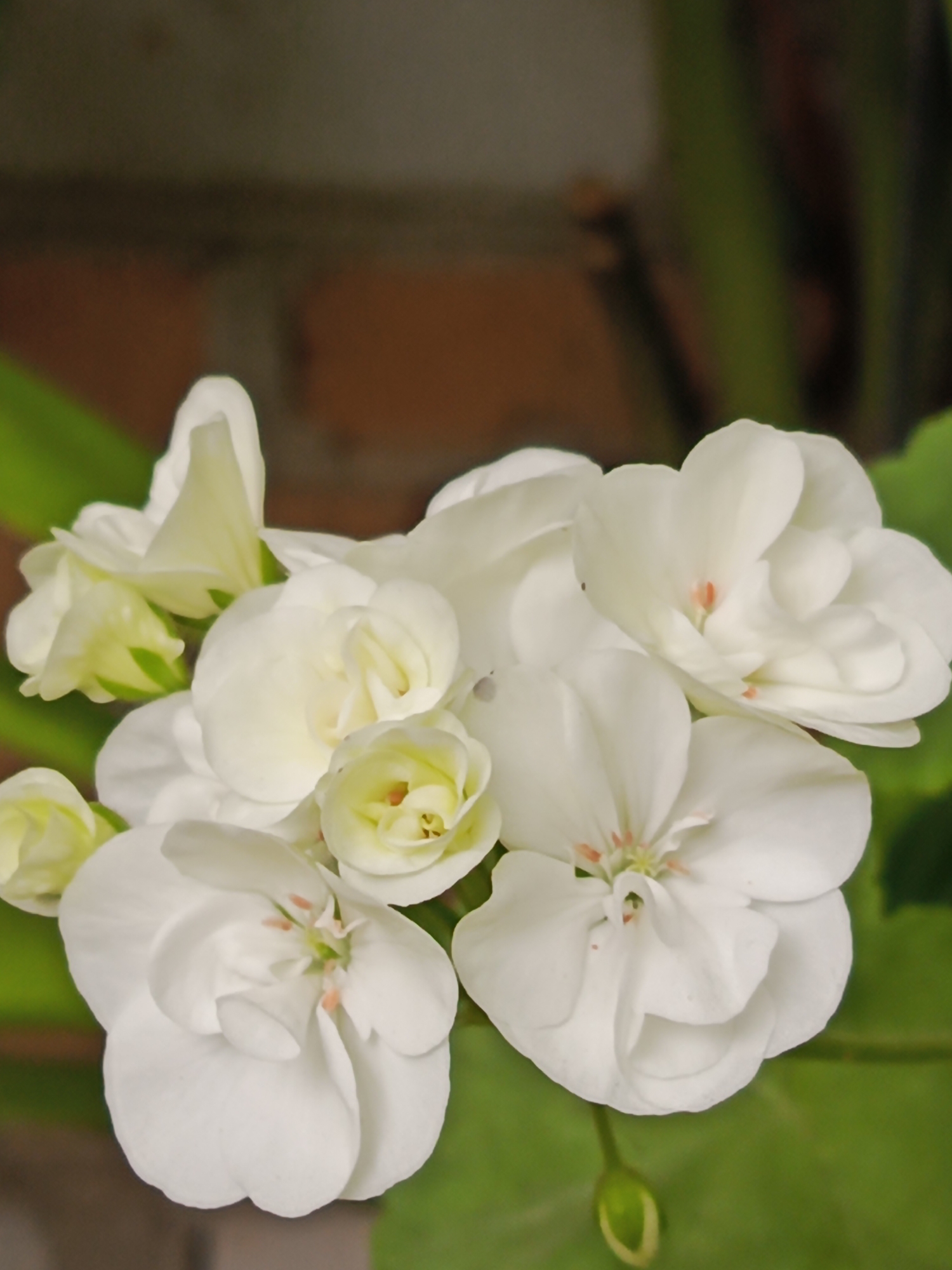 A close-up, eye-level, medium shot captures a cluster of white geranium flowers against a blurred background of brown brick and green foliage. The flowers are in various stages of bloom, with some fully open and others still budding. The petals are delicate and layered, with subtle hints of pink and green in their centers. The lighting is soft, highlighting the textures of the petals and creating a gentle play of light and shadow. The overall impression is one of natural beauty and tranquility, with the flowers appearing to be freshly bloomed and vibrant. There are no people or animals present in the image, and the focus is solely on the floral arrangement. The image was taken in an outdoor setting, possibly a garden or a patio, given the presence of brick and foliage.