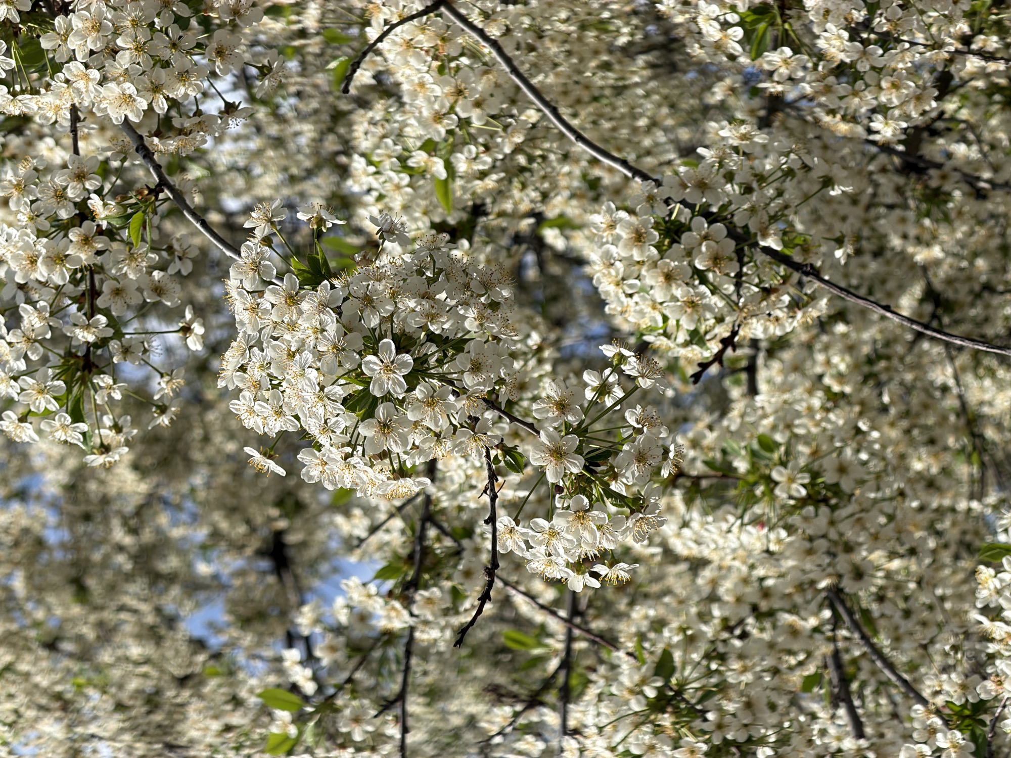 The image shows a close-up view of flowering trees, likely cherry or similar fruit trees, with dense clusters of white blossoms. The sky is visible through the branches, appearing light blue. The location is not discernible from the image alone, therefore the location in Moscow, Russia cannot be confirmed. The main subject is the blossoms on the tree branches. The branches are dark against the light blossoms. The scene appears to be outdoors on a bright day.