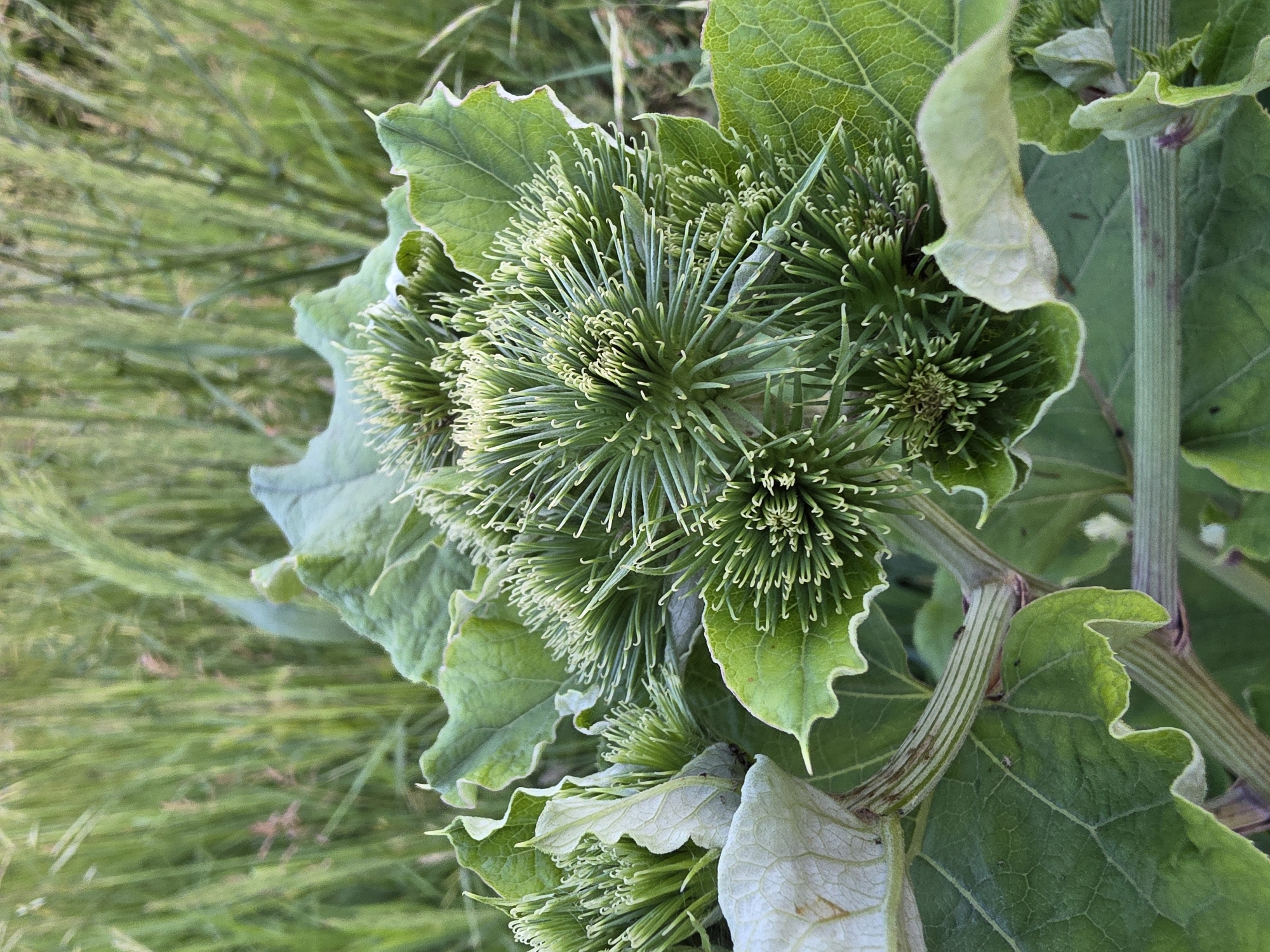 The image shows a close-up of a thistle plant with spiky green flower buds and large, veiny green leaves. The plant is growing outdoors in a natural environment, with tall, blurry green grass in the background. There are no people or animals visible in the image. The lighting suggests it is daytime. The specific location within Chaikovsky, Russia is not discernible from the image.