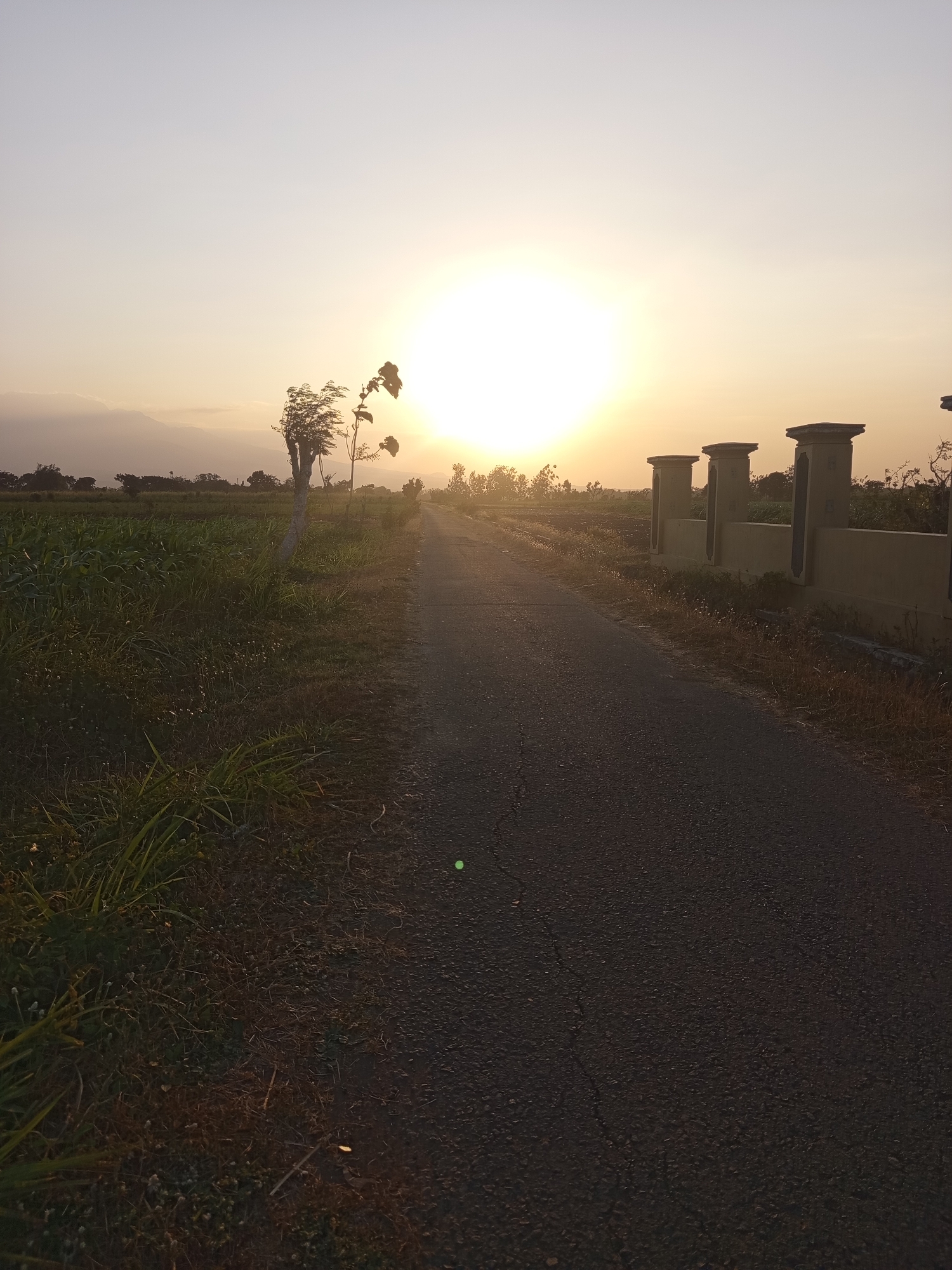 The image captures a rural road in Ngablak, Indonesia, bathed in the warm glow of a setting sun. The road, paved and slightly cracked, stretches into the distance, flanked by lush green fields on the left and a decorative yellow wall with pillars on the right. The sky is a soft gradient of yellow and white, with the sun a prominent, bright orb near the horizon. A lone, spindly tree stands near the roadside, its branches reaching towards the sky. The environment appears tranquil and serene, typical of a rural landscape at dusk. There are no people visible in the image.