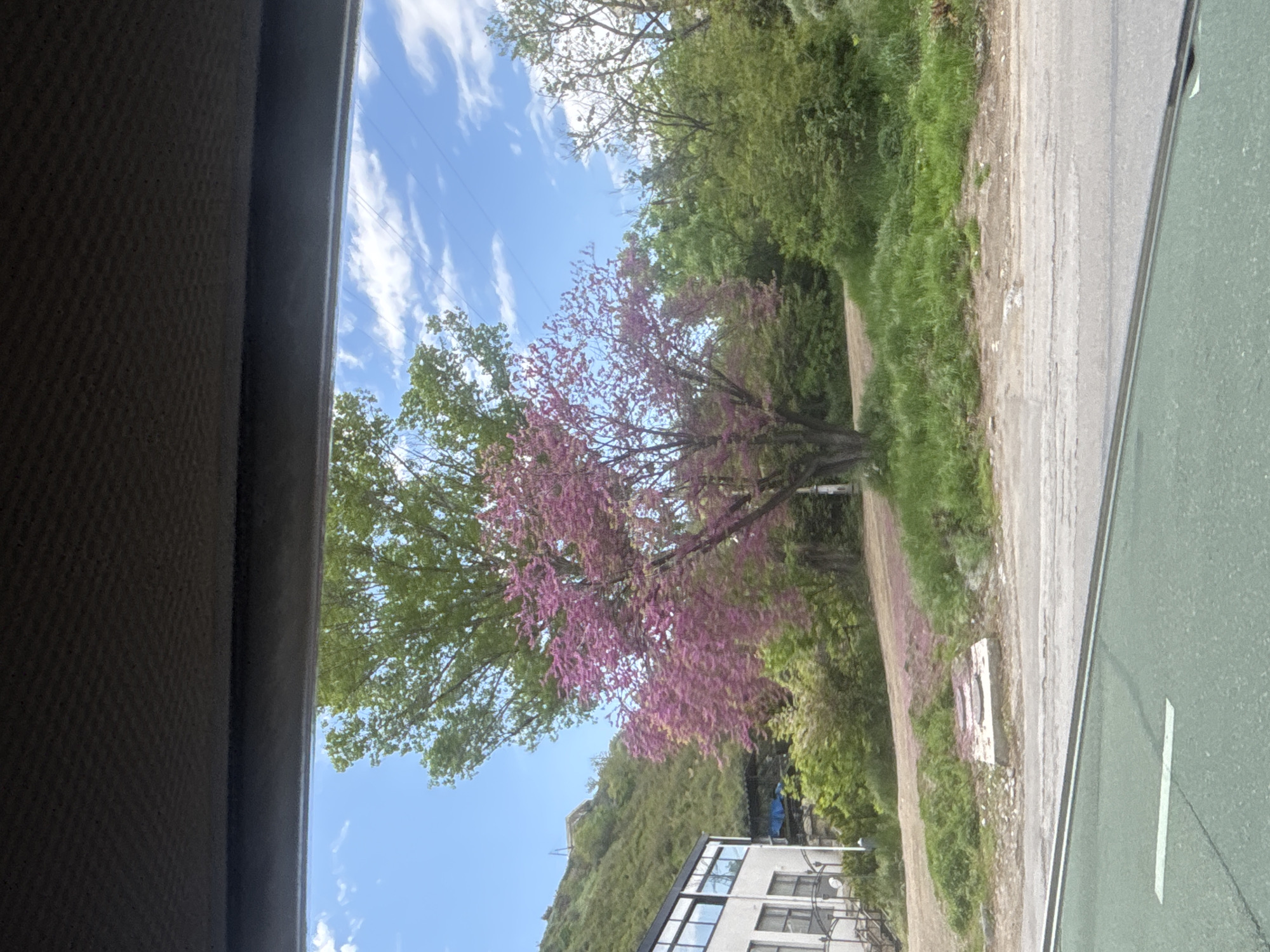 The image is taken from inside a vehicle, looking out the window. A tree with purple flowers dominates the view. Beyond the tree, a building is visible nestled into a hillside covered with green vegetation. A road runs alongside the tree. The sky is blue with scattered clouds and power lines. The location is possibly Tbilisi, Georgia.