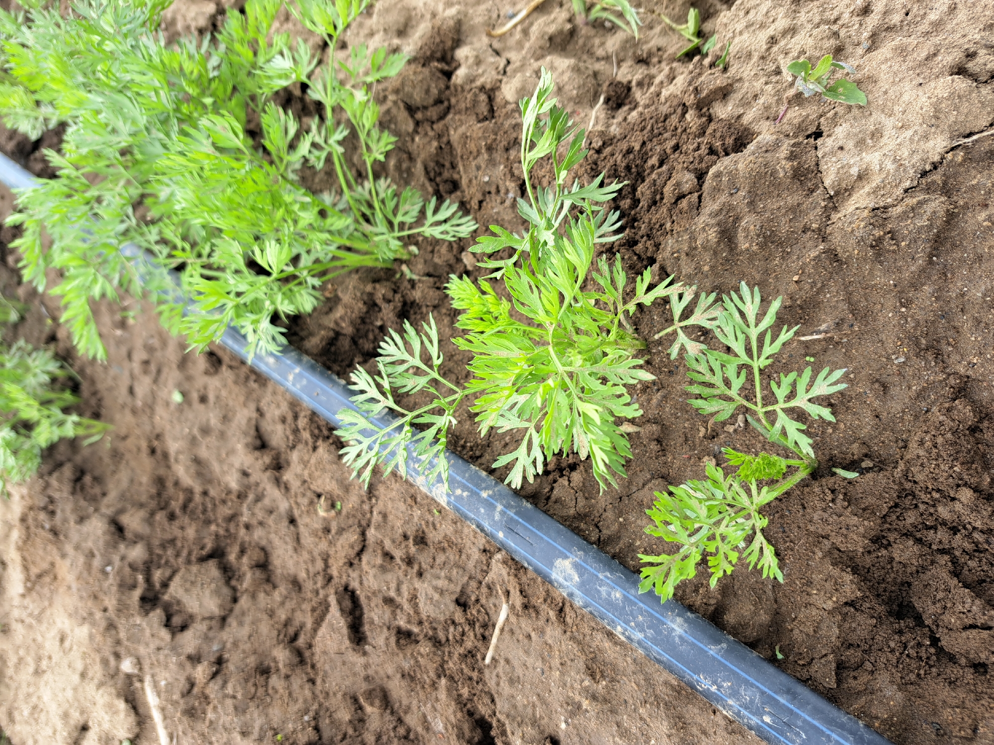 The image shows a garden row with young carrot plants growing next to a black drip irrigation line. The soil is moist and appears well-tilled. Some of the carrot plants are densely packed together, while others are more sparse. This scene could be located in the city of Negovan, Bulgaria. There are no people visible in the image.