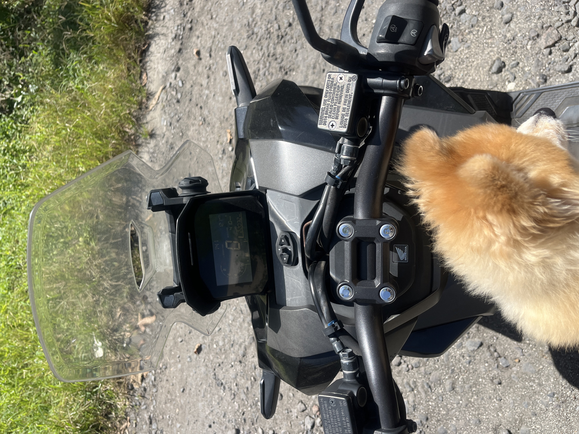 A top-down shot shows the front of a Honda motorcycle, including the handlebars, instrument panel, and a windscreen. The motorcycle is on a paved surface, with grass visible on the left side of the frame. An orange dog's head is visible on the right side of the motorcycle. The instrument panel displays a speed of 14.1 km/h, an RPM of 4.10, and a total of 22,032. A warning label indicates to use only DOT3 or DOT4 brake fluid. The Honda logo is visible on the center of the handlebars. The location appears to be outdoors. There is no explicit indication of Kuta Selatan, Indonesia.