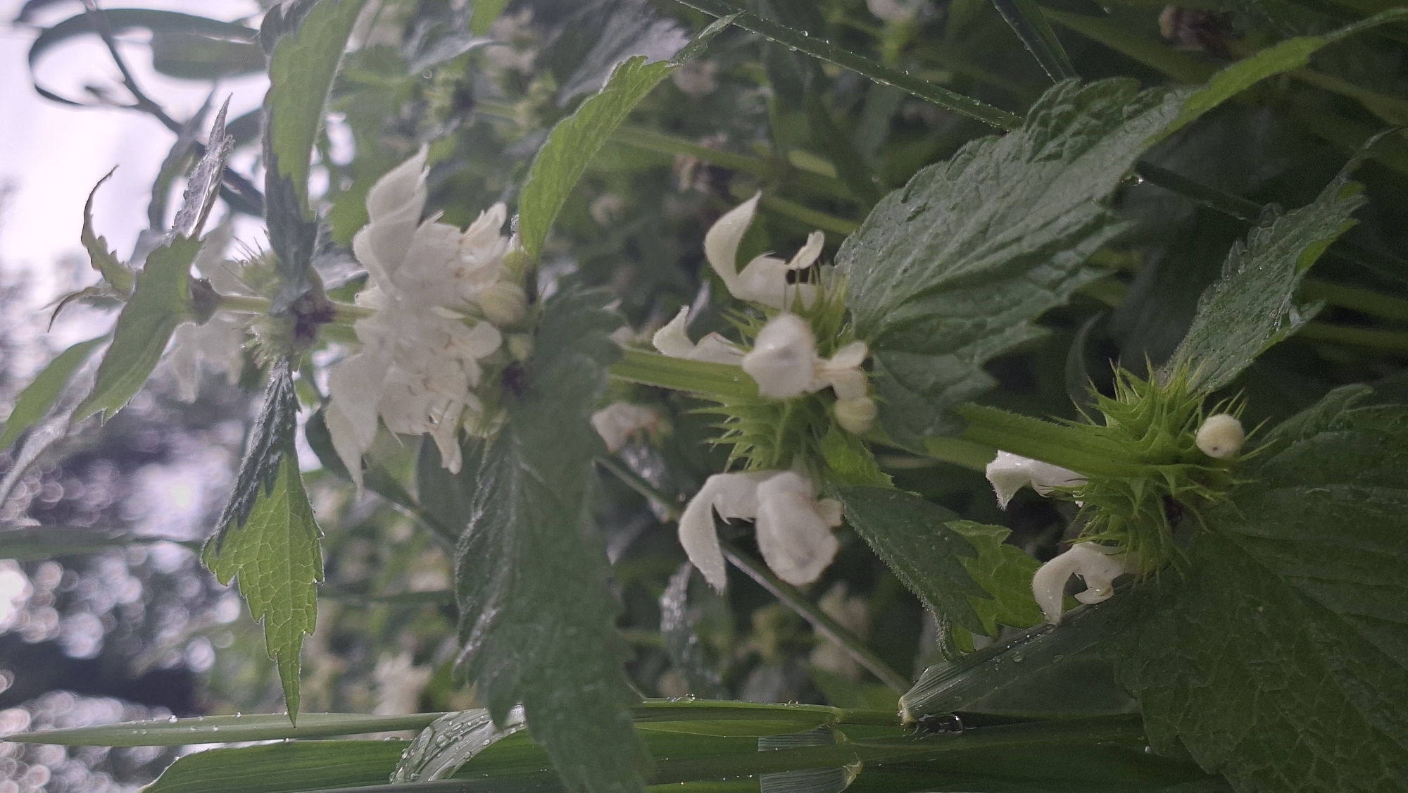 The image captures a close-up view of white dead-nettle (Lamium album) plants, likely growing in a damp or shaded area, as evidenced by the water droplets on the leaves. The serrated leaves and distinctive white, hooded flowers are clearly visible. The background is blurred, suggesting a shallow depth of field, but it appears to include other foliage and possibly the sky, creating a natural outdoor setting. Given the prompt, this scene may be located within Забалоцкі сельскі Савет, Belarus.