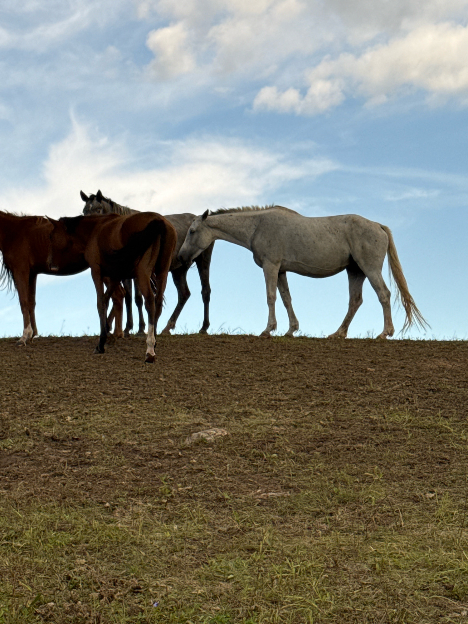 A group of four horses are standing on a ridge under a blue sky with white clouds. From left to right, the first horse is a dark brown color, partially obscured by the second horse. The second horse is a lighter shade of brown. The third horse, a dark gray or black color, is positioned behind the two brown horses. The fourth horse, a light gray or white color, stands to the right of the others, facing towards the viewer's left. The horses are silhouetted against the sky. The ridge they stand on is covered in dry, clumpy soil and sparse, light green grass. The overall impression is a rural scene. The location in the city of Galinė, Lithuania is not discernible from the image itself.