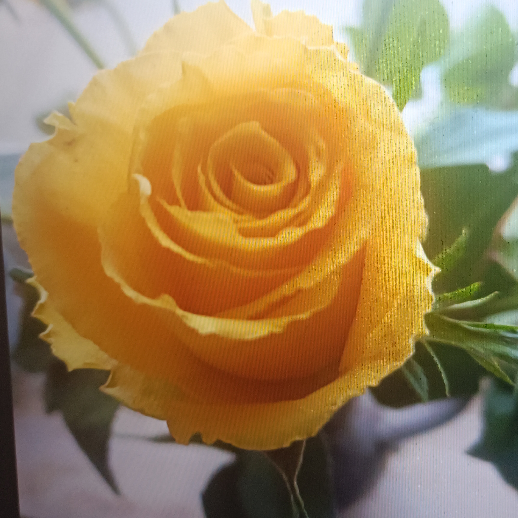A close-up, eye-level, full shot focuses on a single yellow rose. The rose is in full bloom, with its petals tightly spiraled towards the center. The color of the rose transitions from a deep yellow in the center to a lighter, almost golden hue on the outer edges of the petals. The texture of the petals appears soft and velvety, with subtle light and shadow play highlighting their ruffled edges. In the background, blurred green foliage and a light-colored surface create a soft, indistinct backdrop. The overall lighting is bright, casting gentle shadows on the rose petals. There is no discernible location in Rüsselsheim am Main, Germany.