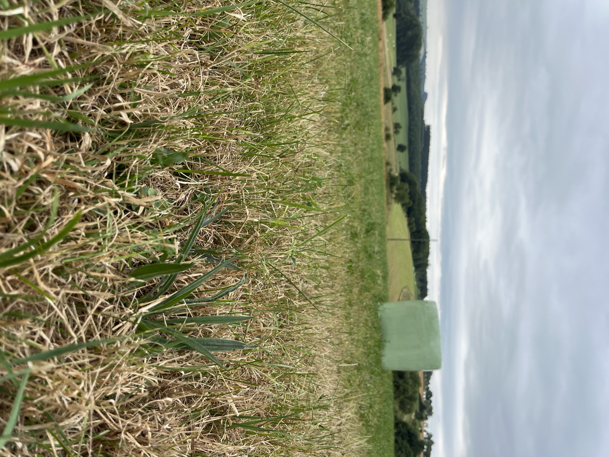 The image depicts a rural landscape under a cloudy sky. In the foreground, dry and green grass fills the frame, with some blades in sharp focus. In the middle ground, a large, bright green wrapped hay bale is situated in a field. Beyond the bale, rolling hills covered in green grass and scattered trees stretch towards the horizon. A faint power line is visible in the distance. The overall scene is of an agricultural field in the vicinity of Saint-Vith, Belgium.