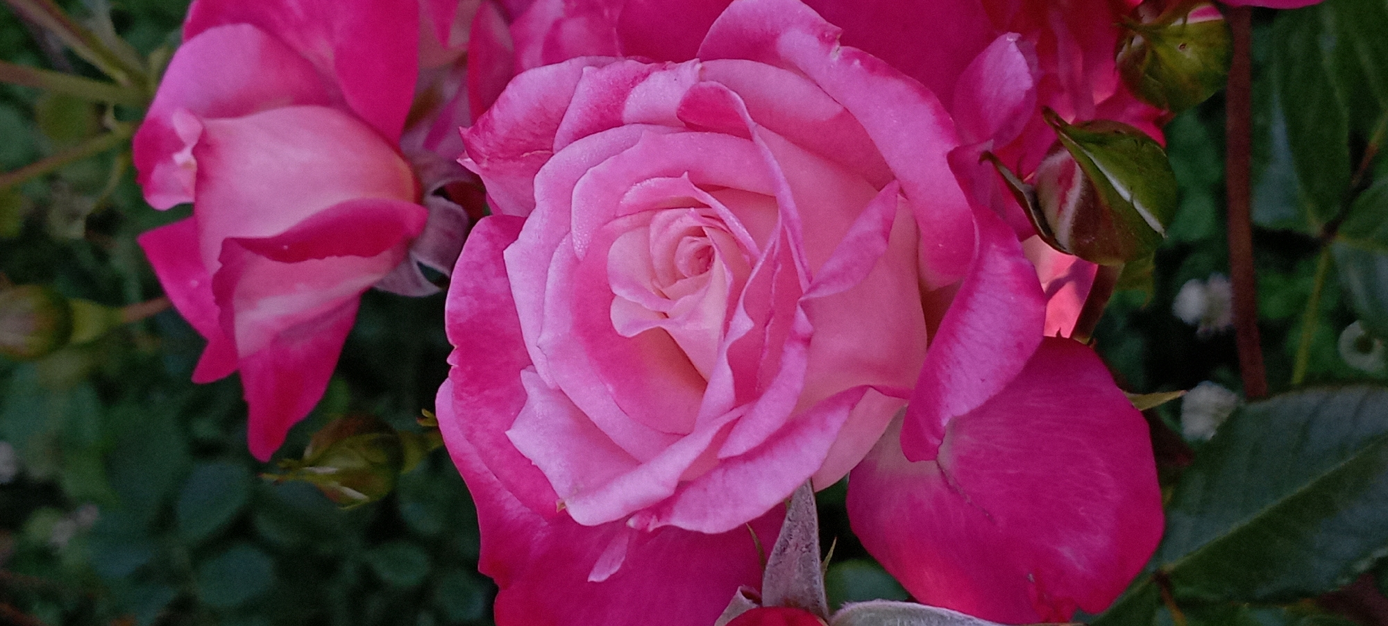 A close-up, vertical shot features a vibrant pink rose in full bloom, its delicate petals unfurling in layers. The rose's center reveals a swirl of lighter pink and cream hues, while its outer petals are a deeper fuchsia. Water droplets are visible on some of the petals, suggesting recent rain or dew. Behind the main rose, another pink rose is partially visible, slightly out of focus. The background consists of dark green foliage and a few small, green rosebuds. The scene is likely outdoors in a garden setting. The image's resolution and detail suggest it was taken with a modern camera. The location of Radisne, Ukraine, is not discernible from the visual information alone.