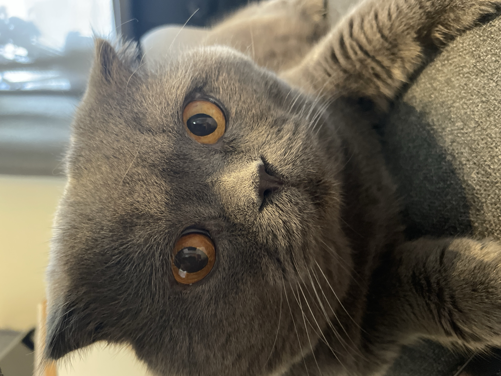 A close-up, eye-level medium shot focuses on the face of a grey Scottish Fold cat. The cat's large, round, amber eyes are the focal point, reflecting light. Its ears are folded down and its nose is small and dark. Long, white whiskers extend from its muzzle. The cat's grey fur is short and dense, with subtle variations in shade. The background is blurred, showing hints of light-colored walls and a window with vertical blinds. The cat is lying on a textured grey surface, likely a sofa or chair. The image appears to be taken indoors in natural lighting.